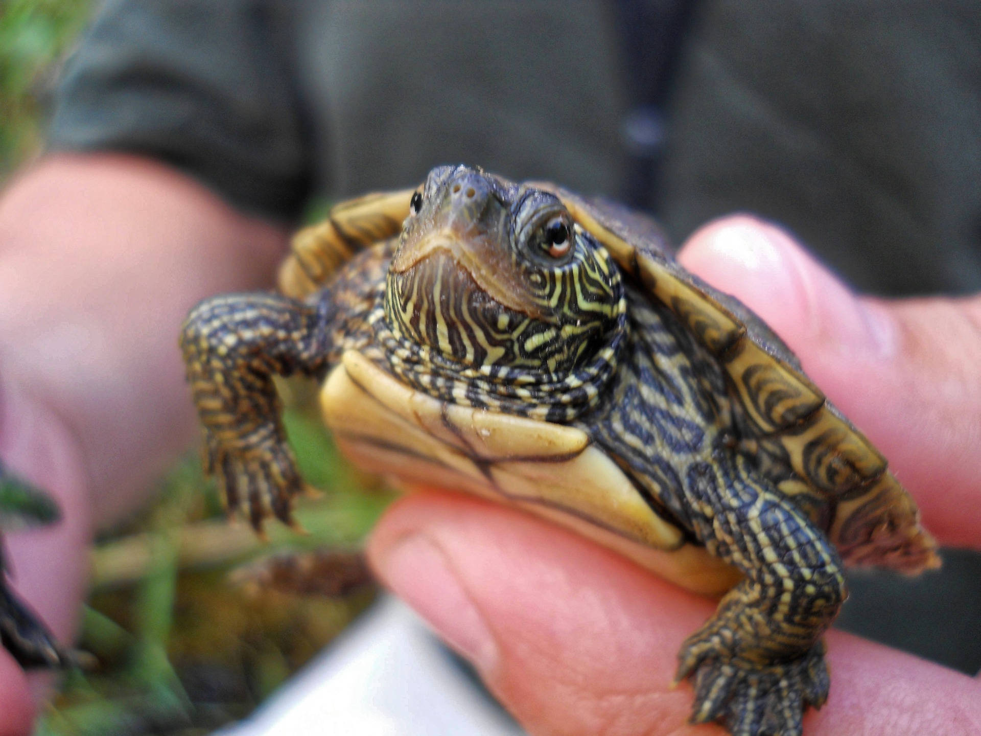 Farverig dværgkortskildpadde soler sig i solen Wallpapers