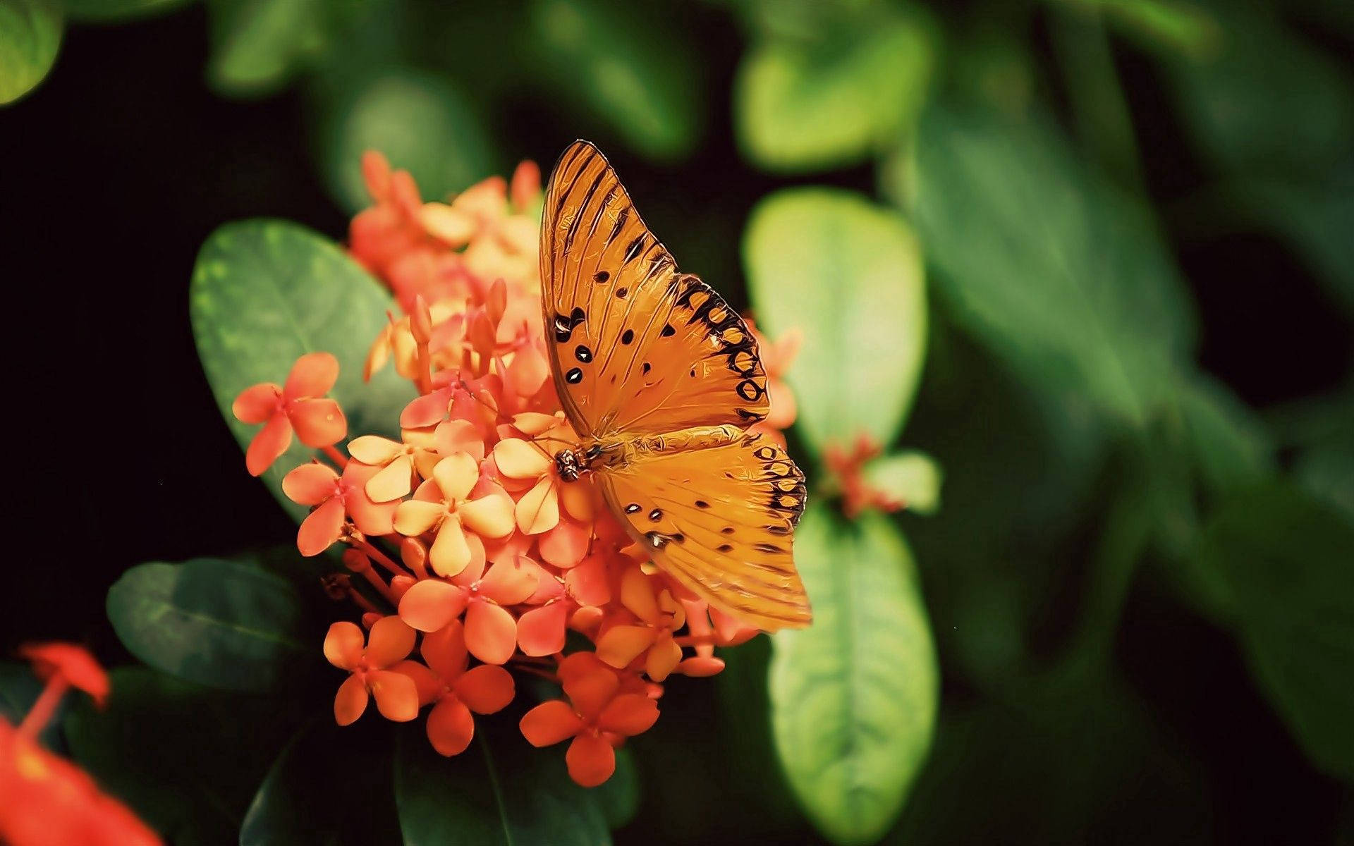 Farverig Gulf Fritillary-sommerfugl Wallpapers