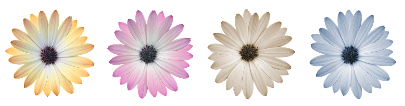 Farverig Marguerit Samling Wallpapers