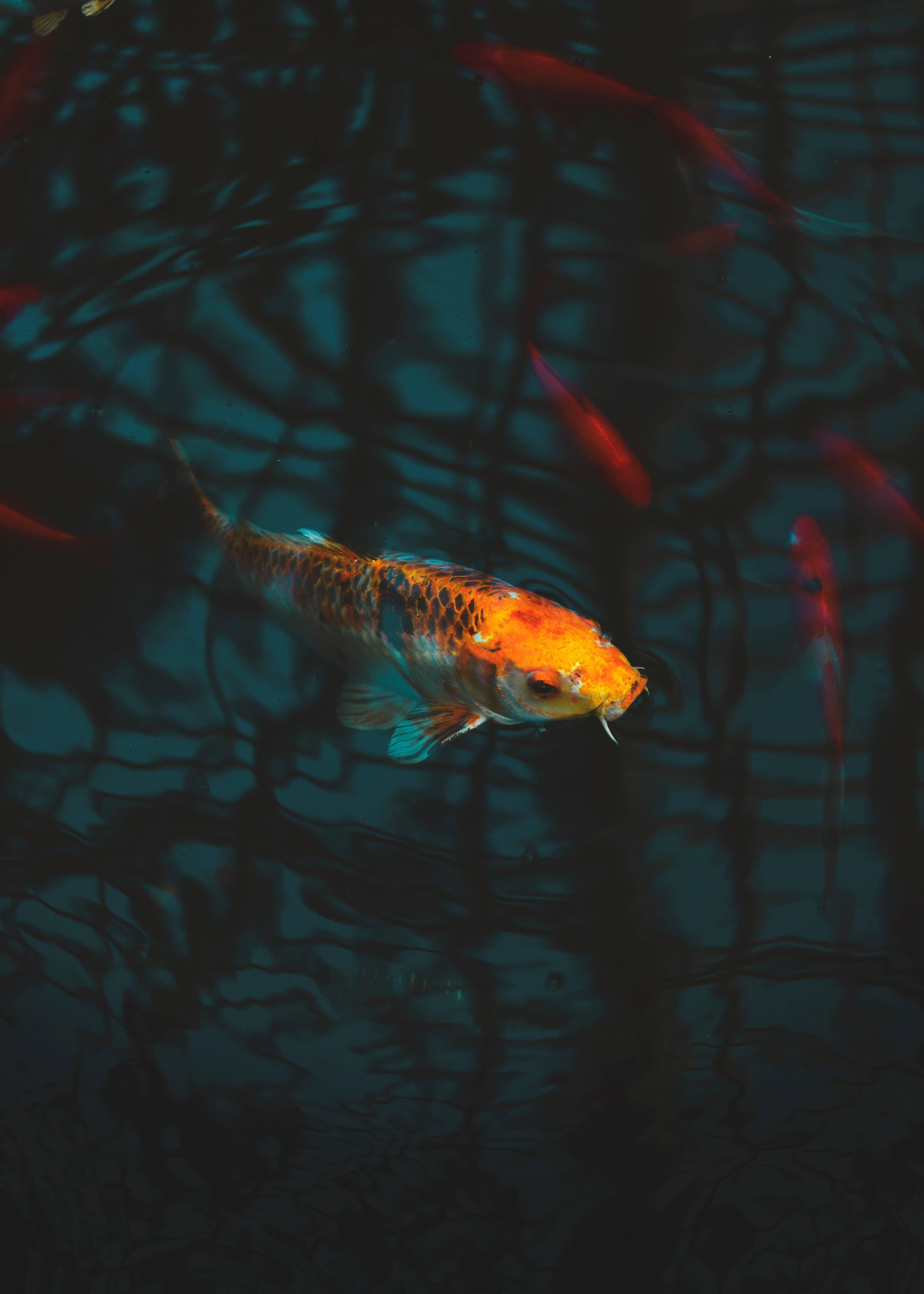 Farverige koifisk svømmer i krystalklart vand Wallpapers