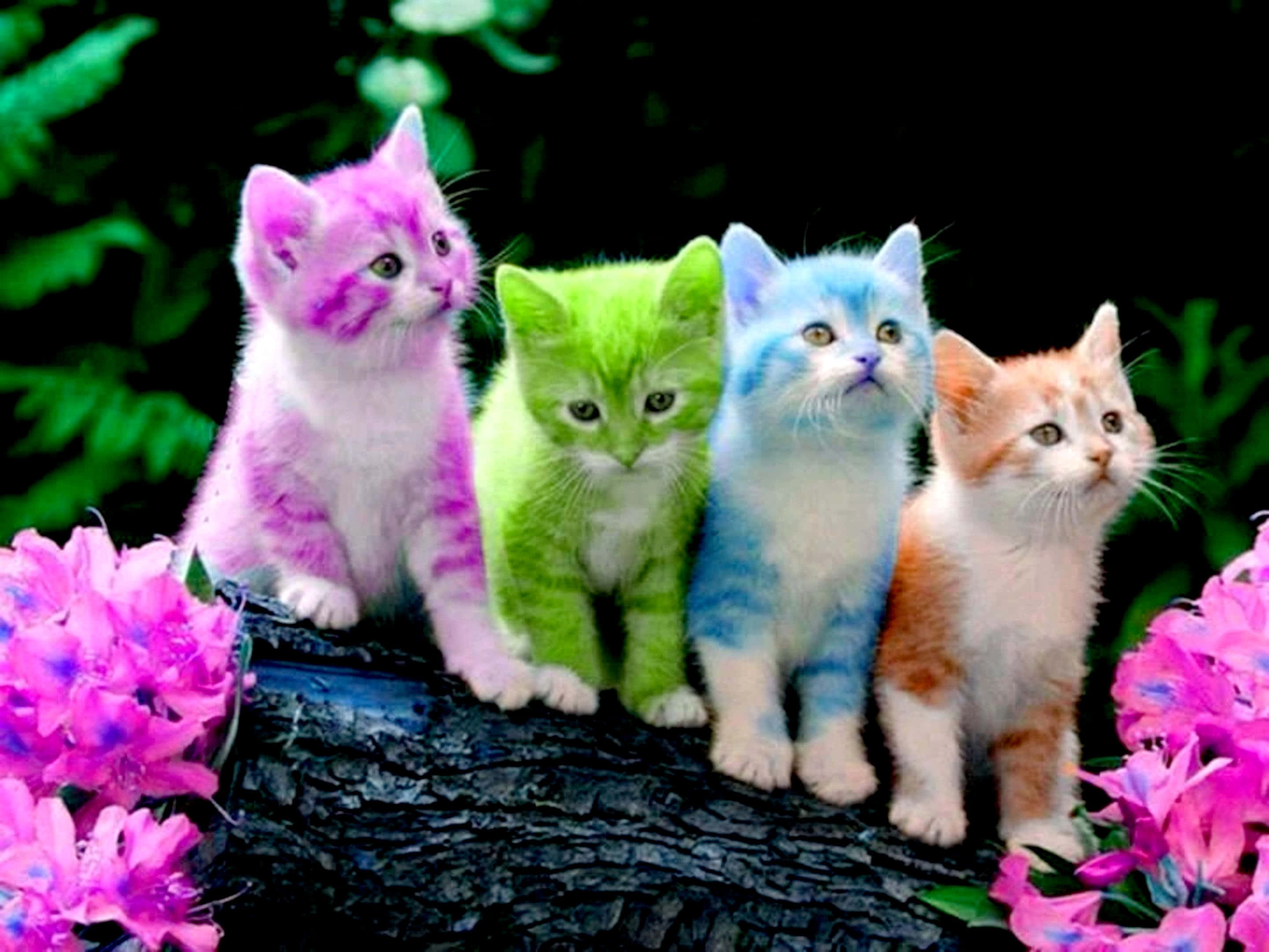 Farverige søde katte billede Wallpapers
