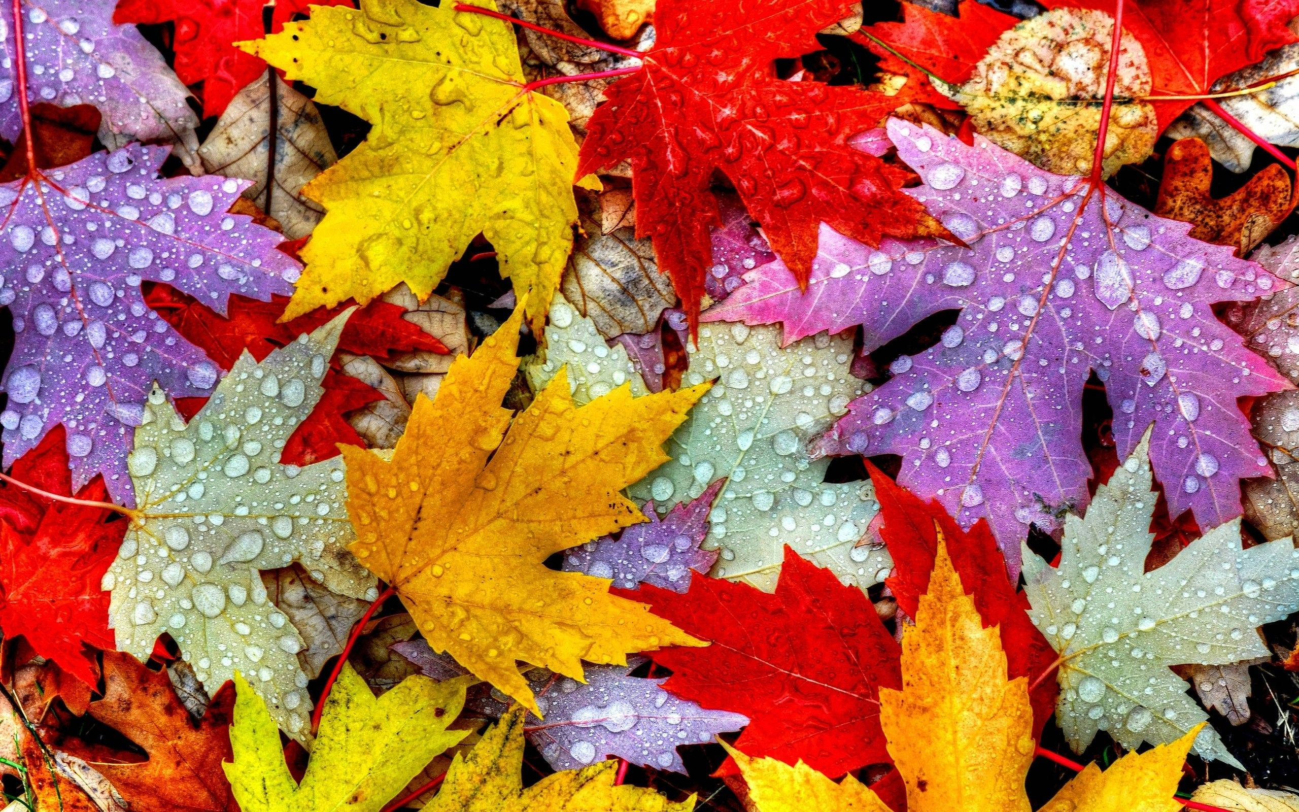 Farverigt efterårsblad Wallpapers