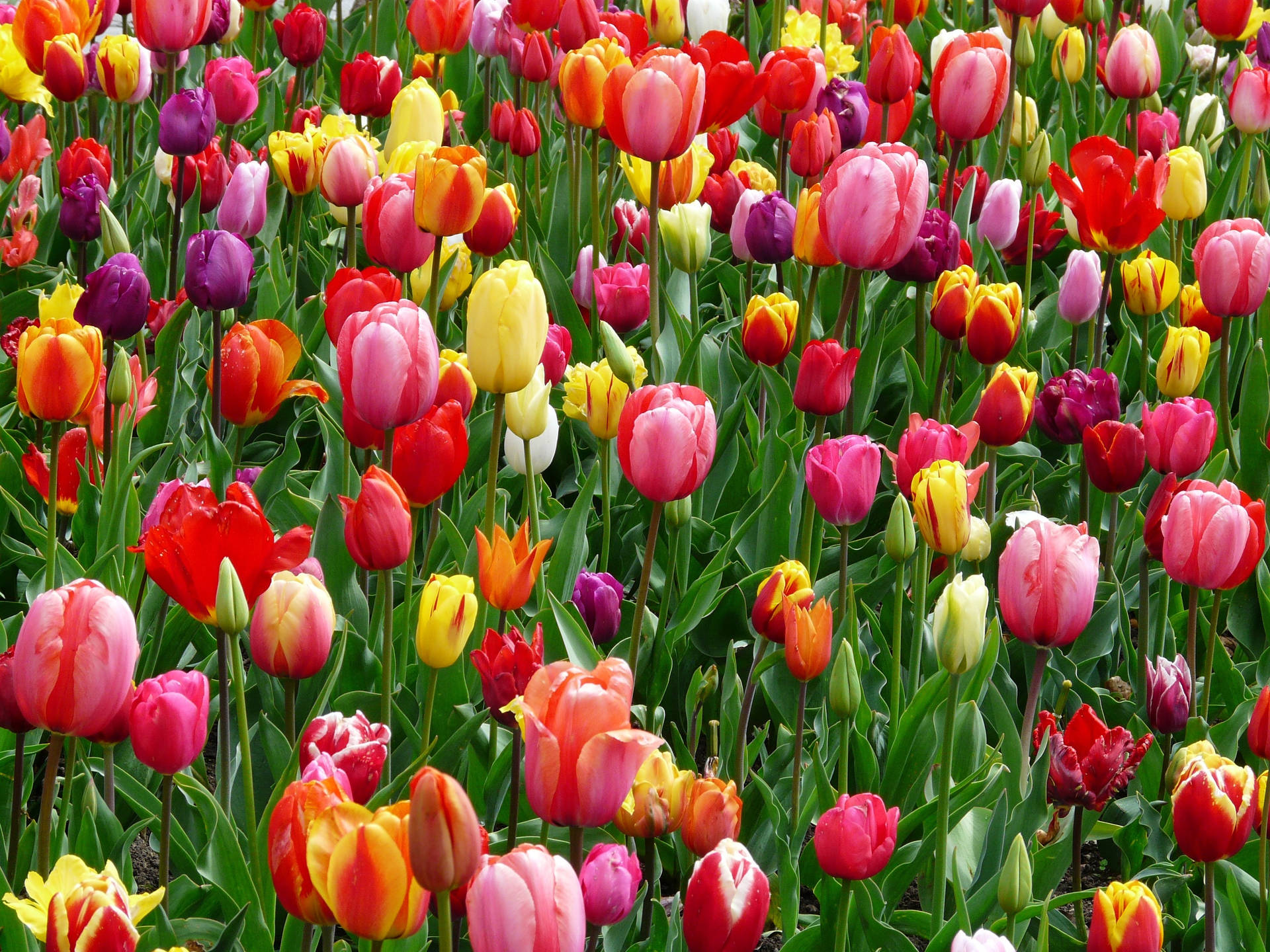 Farverigt tulipanmark — Blomster Wallpapers