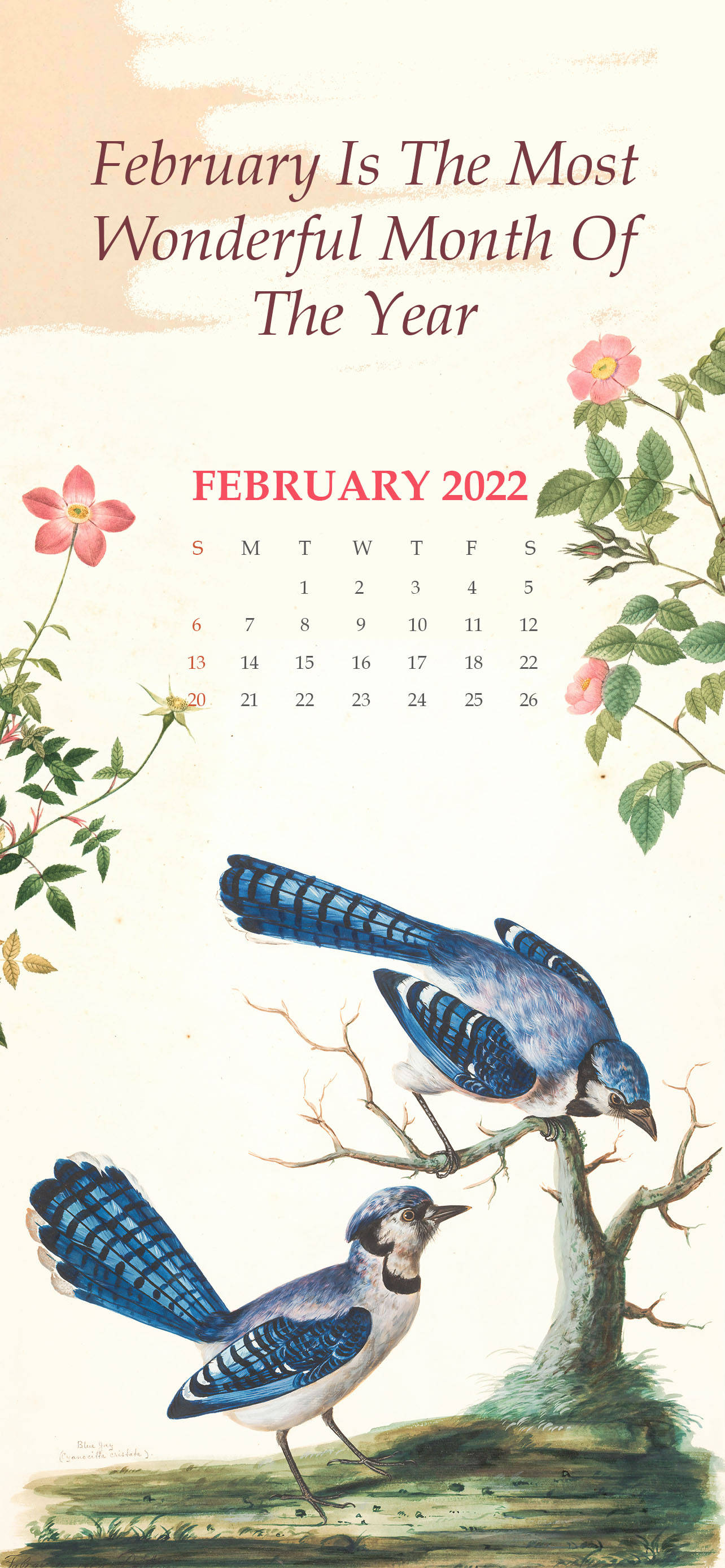 Februar 2022 Kalender med blå fugle Wallpapers