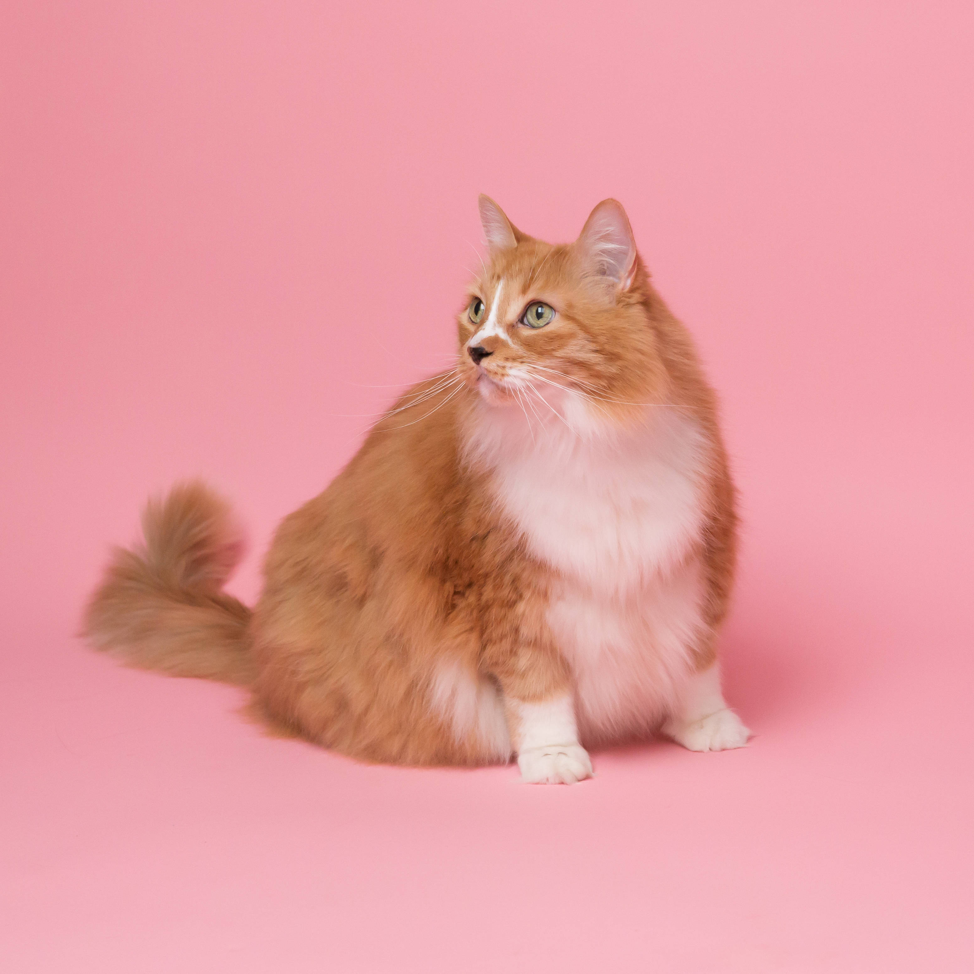 Fed æstetisk kat i pink Wallpapers
