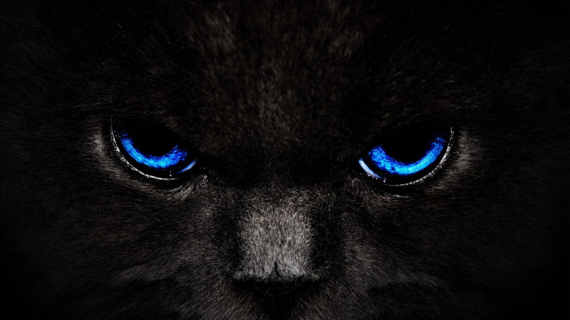 Fed mørkeblåøjet kat Wallpapers