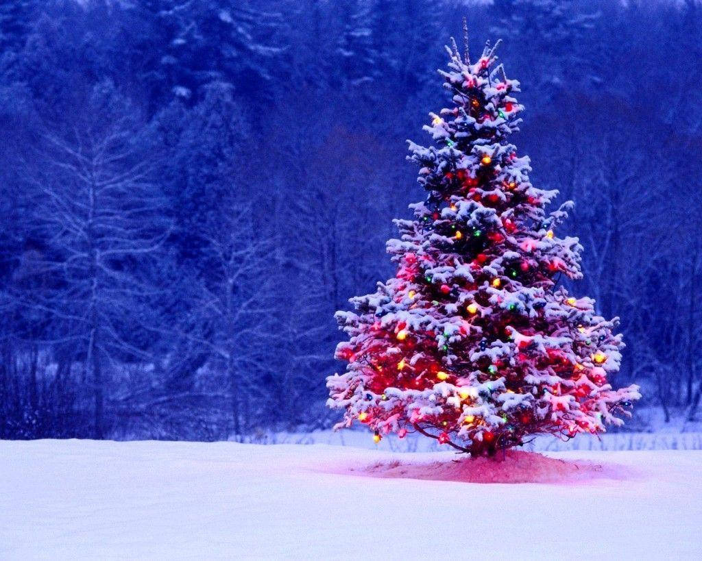 Fejr julen med et farverigt juletræ smeltet ind i den blå skov Wallpapers