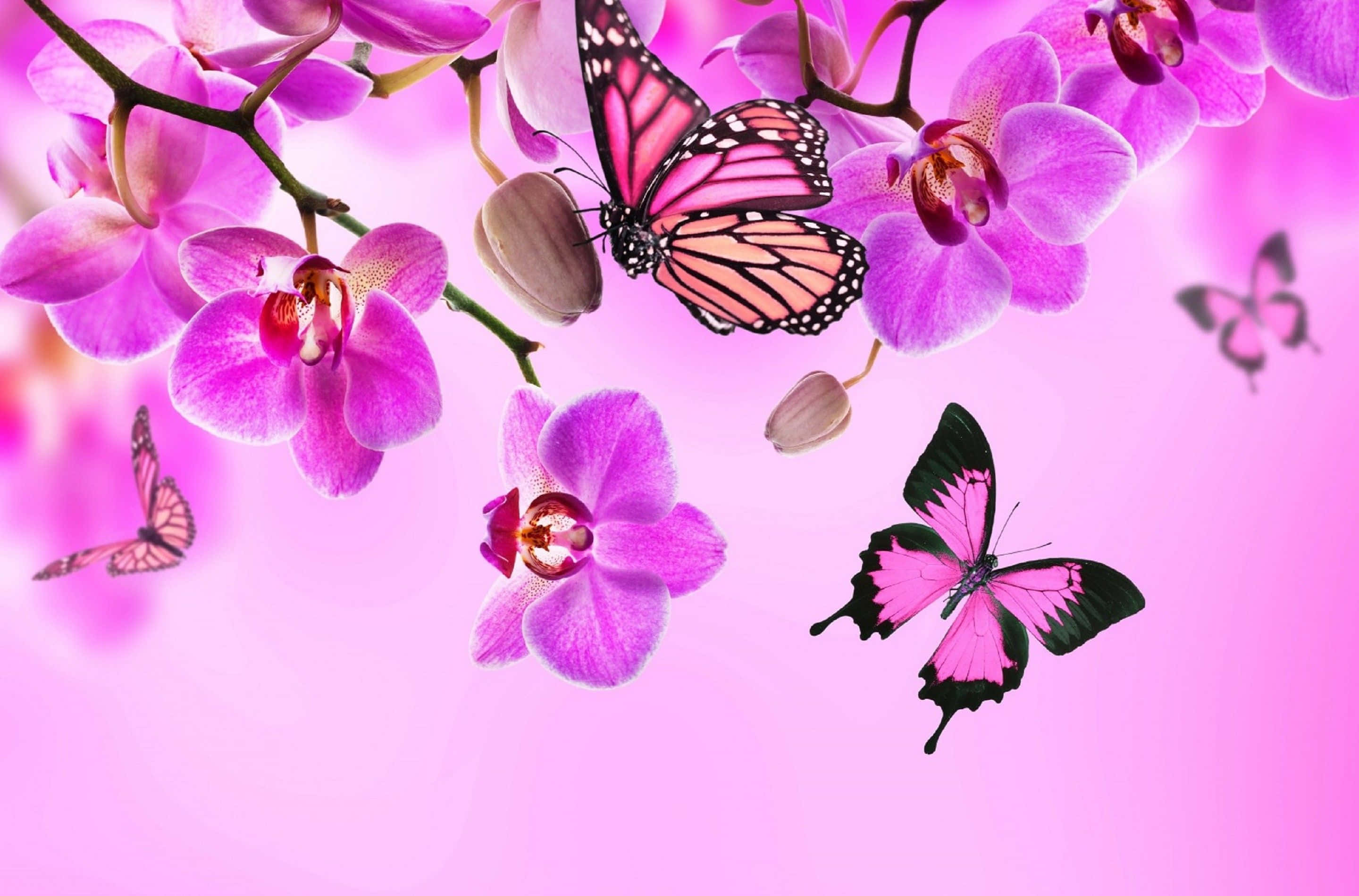 Fejr naturens skønhed med denne smukke sommerfuglebaggrund Wallpapers