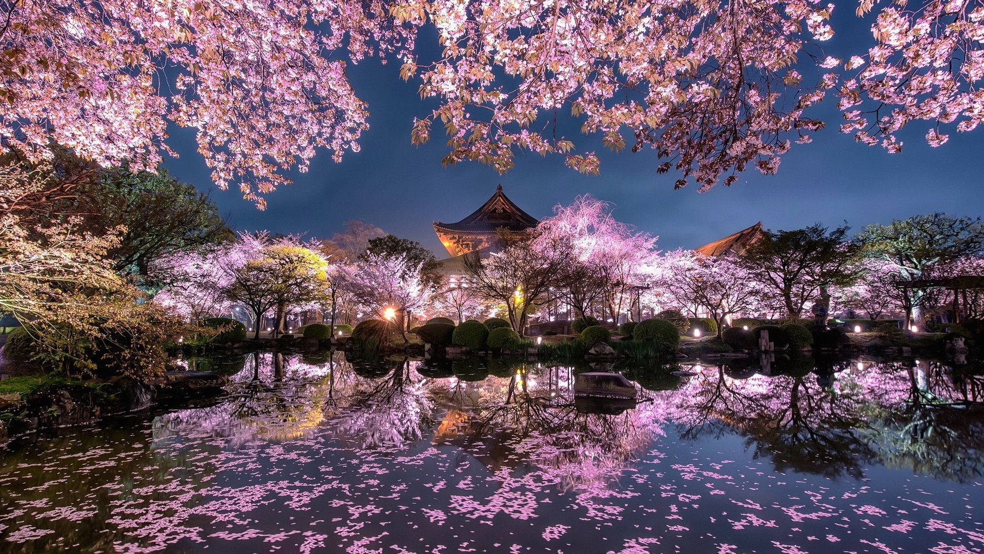 Fejr skønheden i Japans kirsebærblomst Wallpapers
