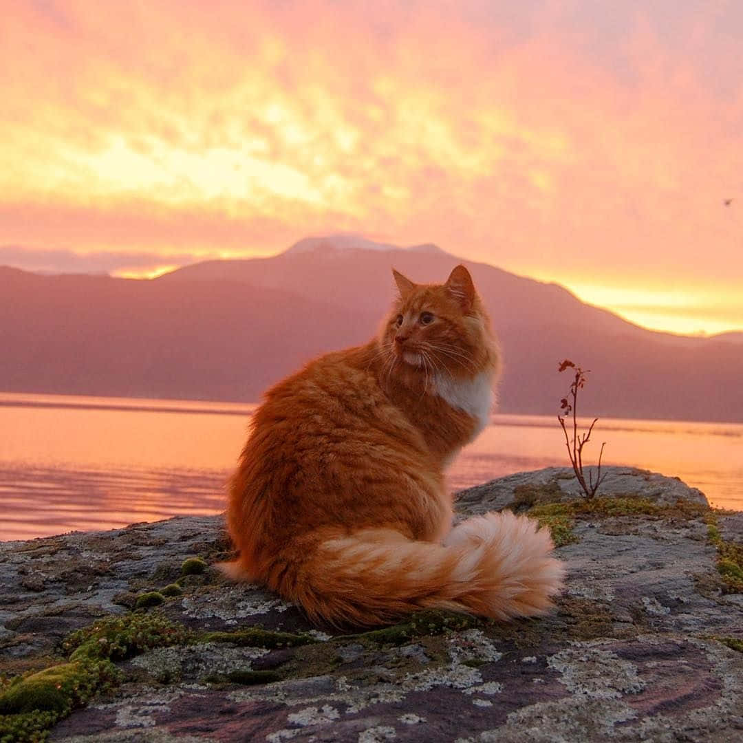 Fejrer kattens nuttethed, denne æstetiske kat er klar til sommeren Wallpapers