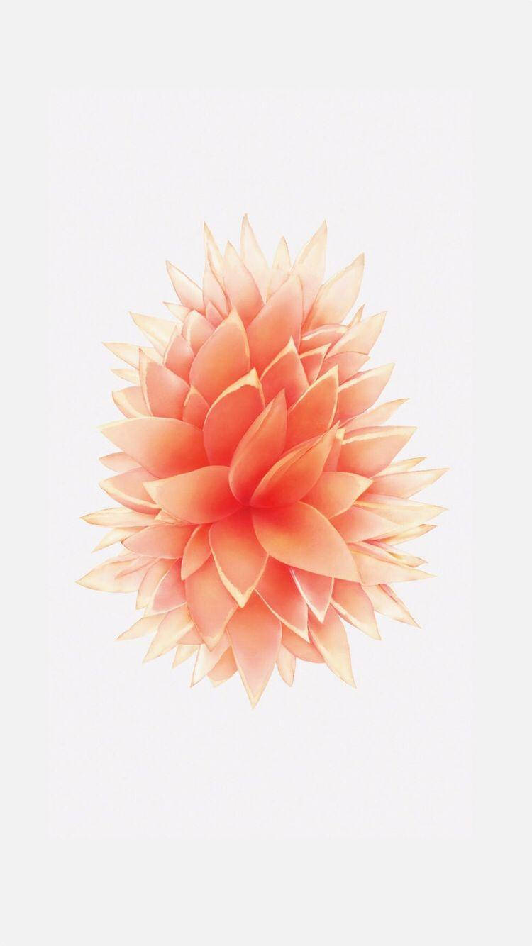 Ferskenfarvet blomst iPhone SE Wallpapers