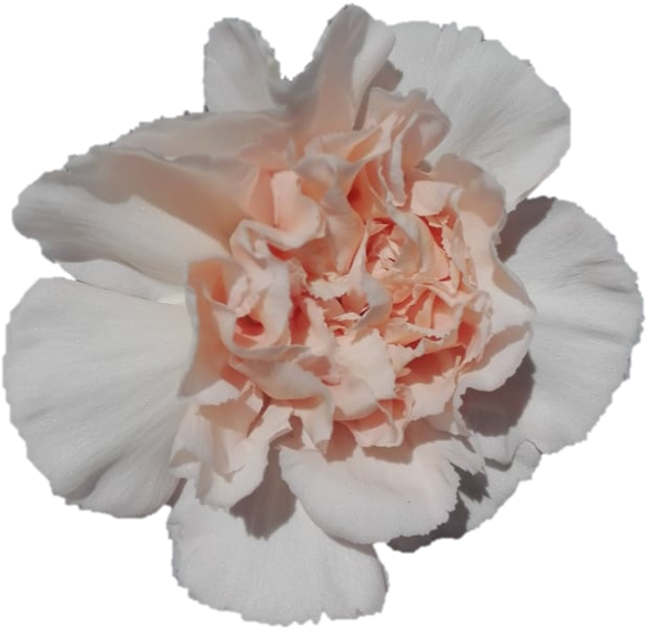 Ferskenfarvet nellike i blomst Wallpapers