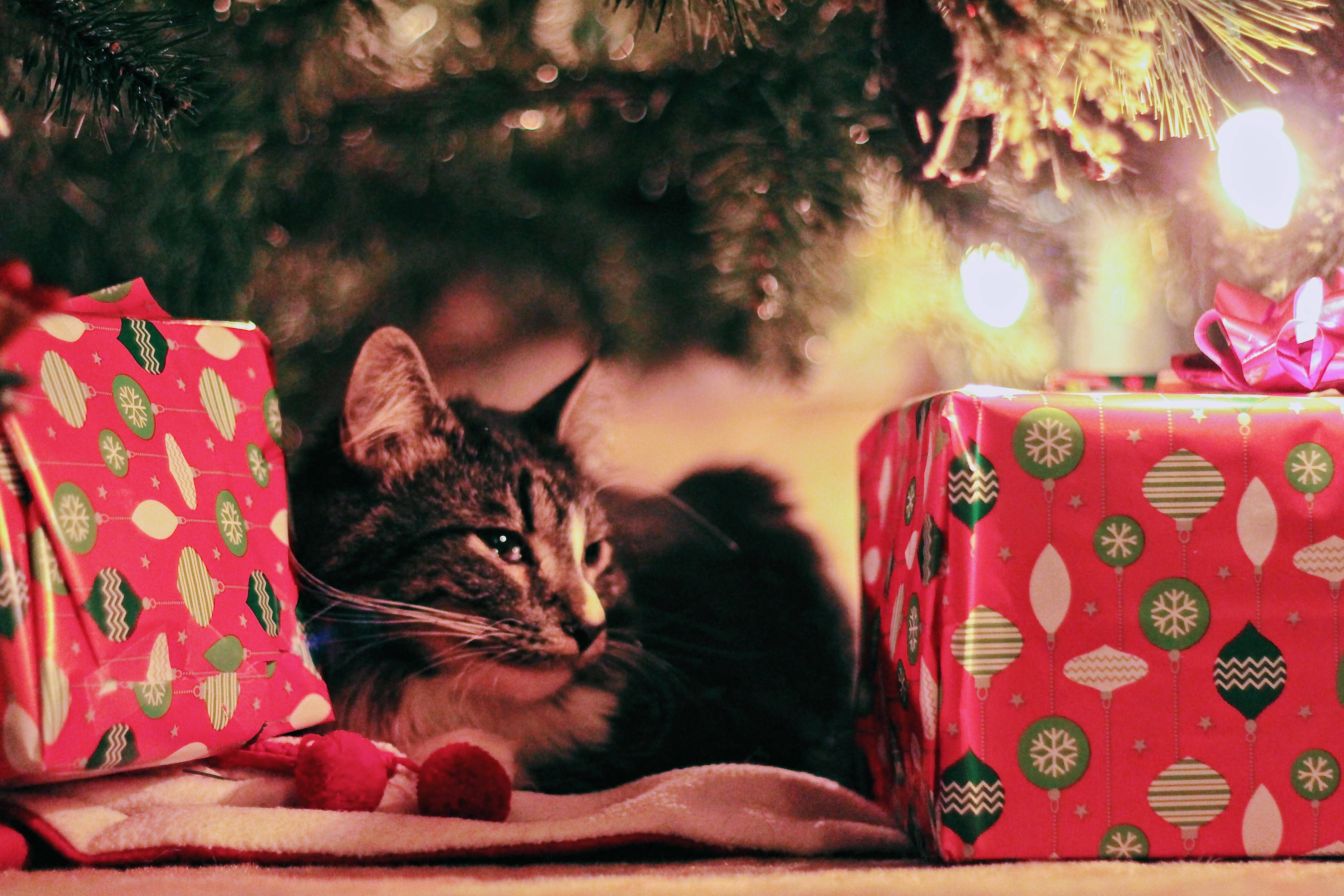 Festlig kat i højopløselig julebaggrund Wallpapers