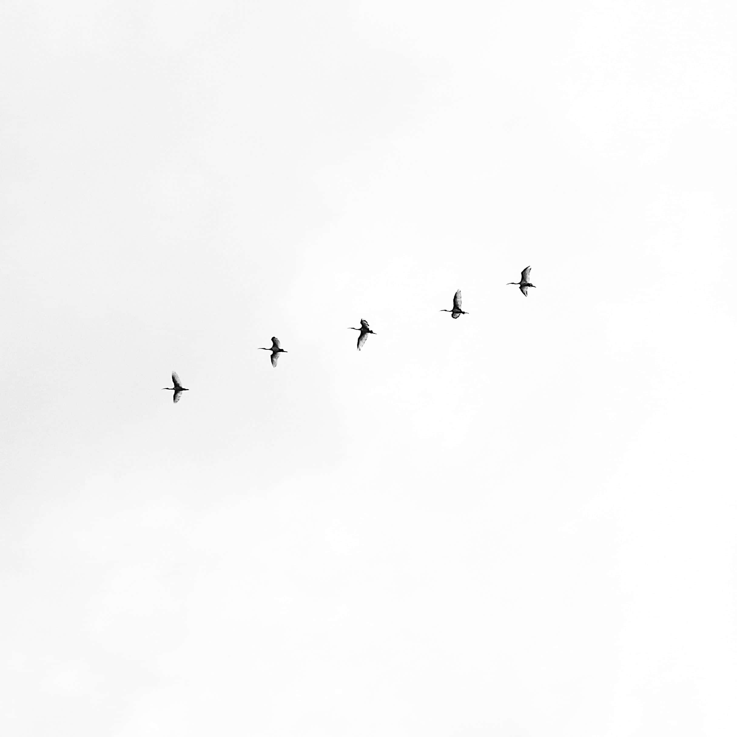 Find ro i det rene og beroligende hvide udtryk Wallpapers