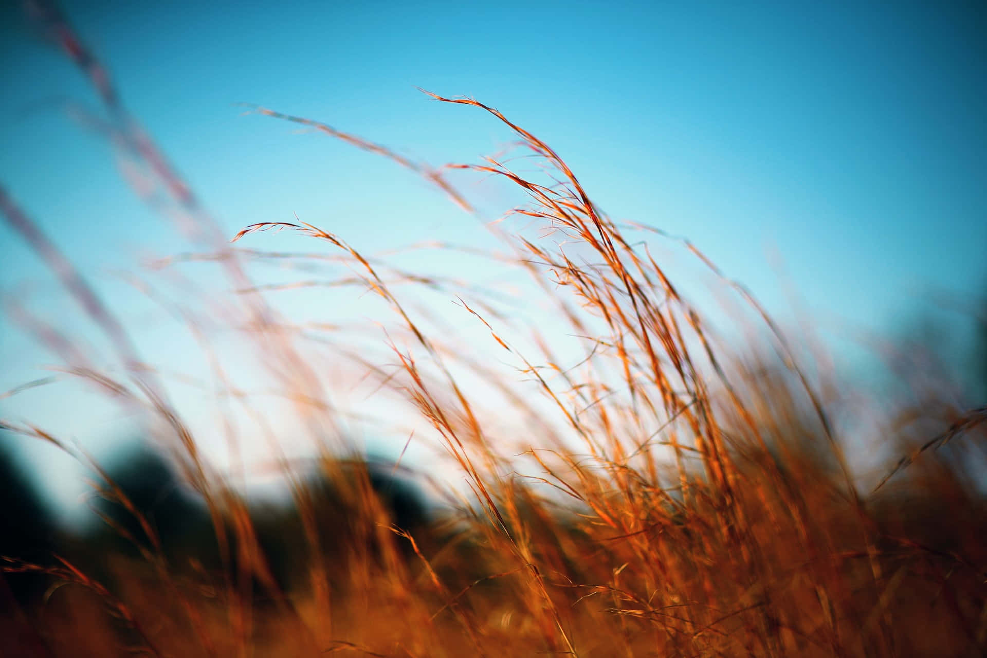 Find ro i naturen Wallpapers