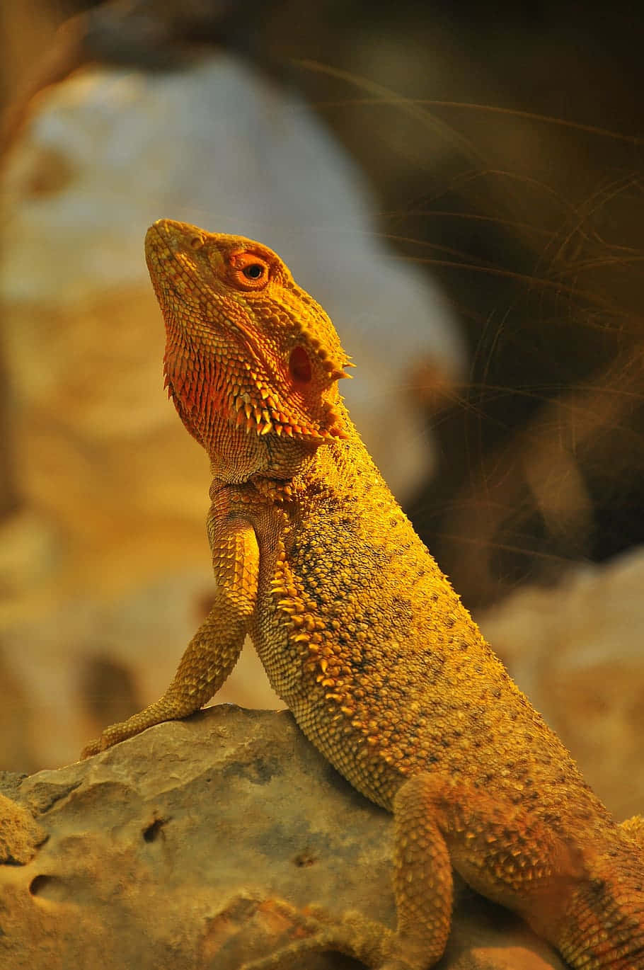 Firben på klippe i gyldent lys Wallpapers