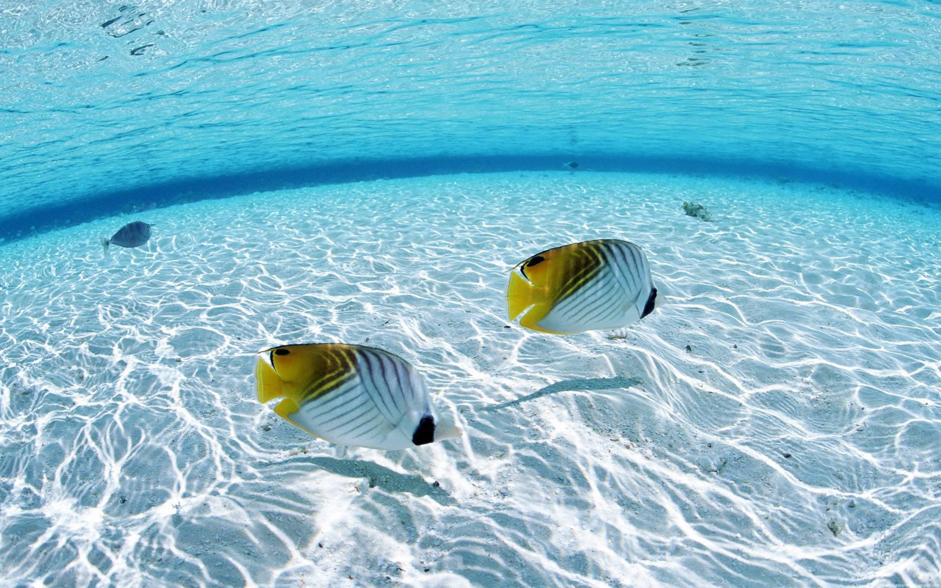 Fiskestime, der nyder livet under bølgerne Wallpapers