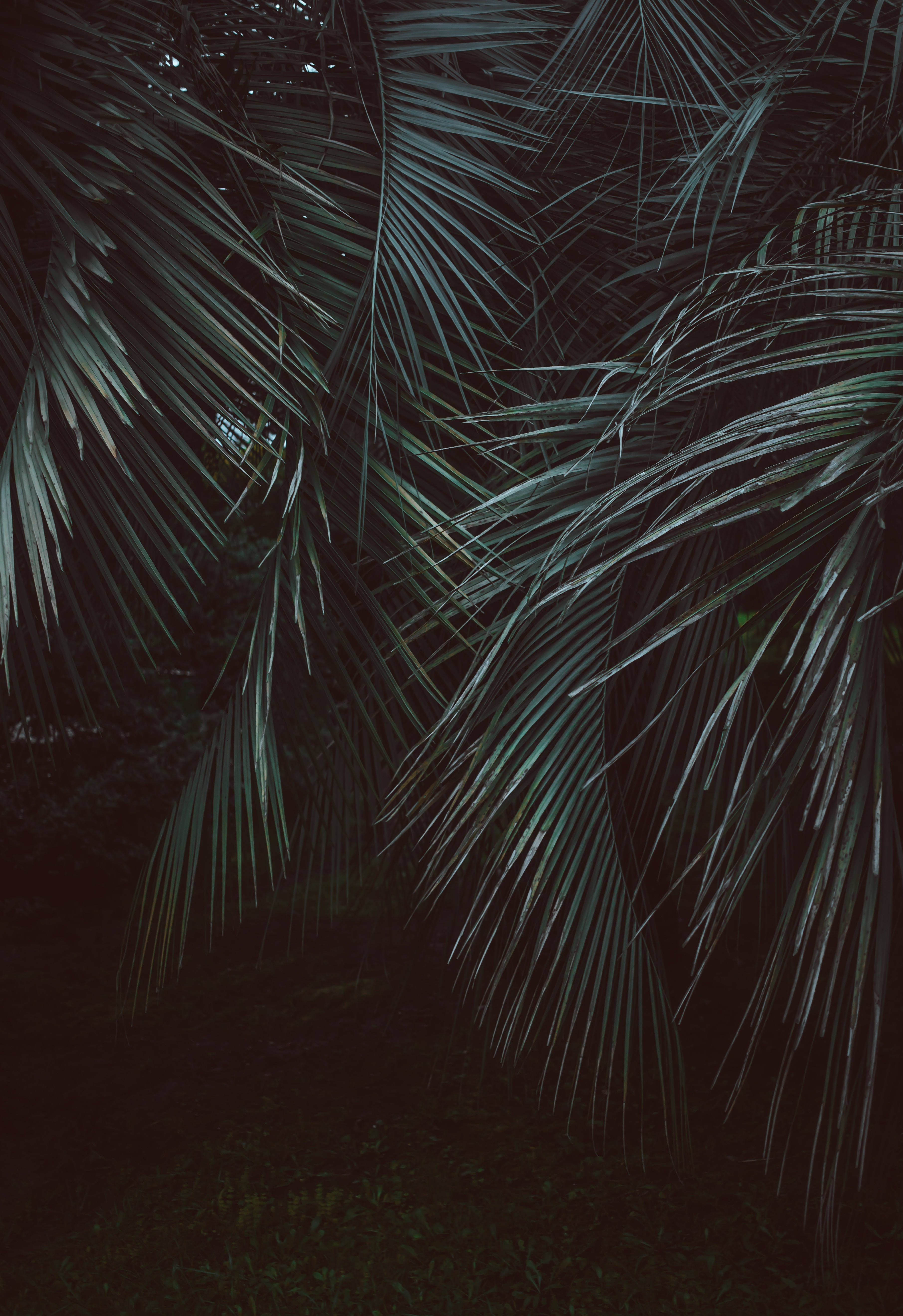 Fjerbladede palmer i junglen Wallpapers