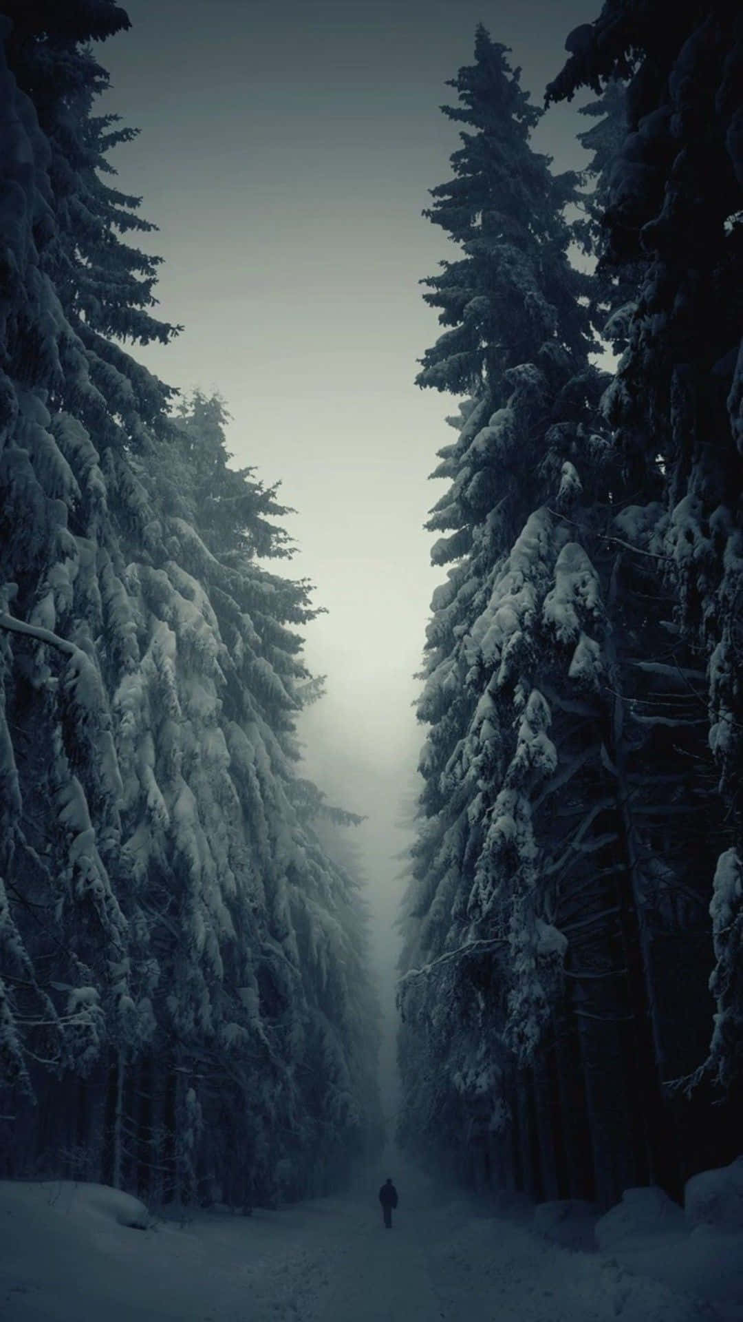 Føl dig forbundet med iPhone 8 Plus Wallpapers
