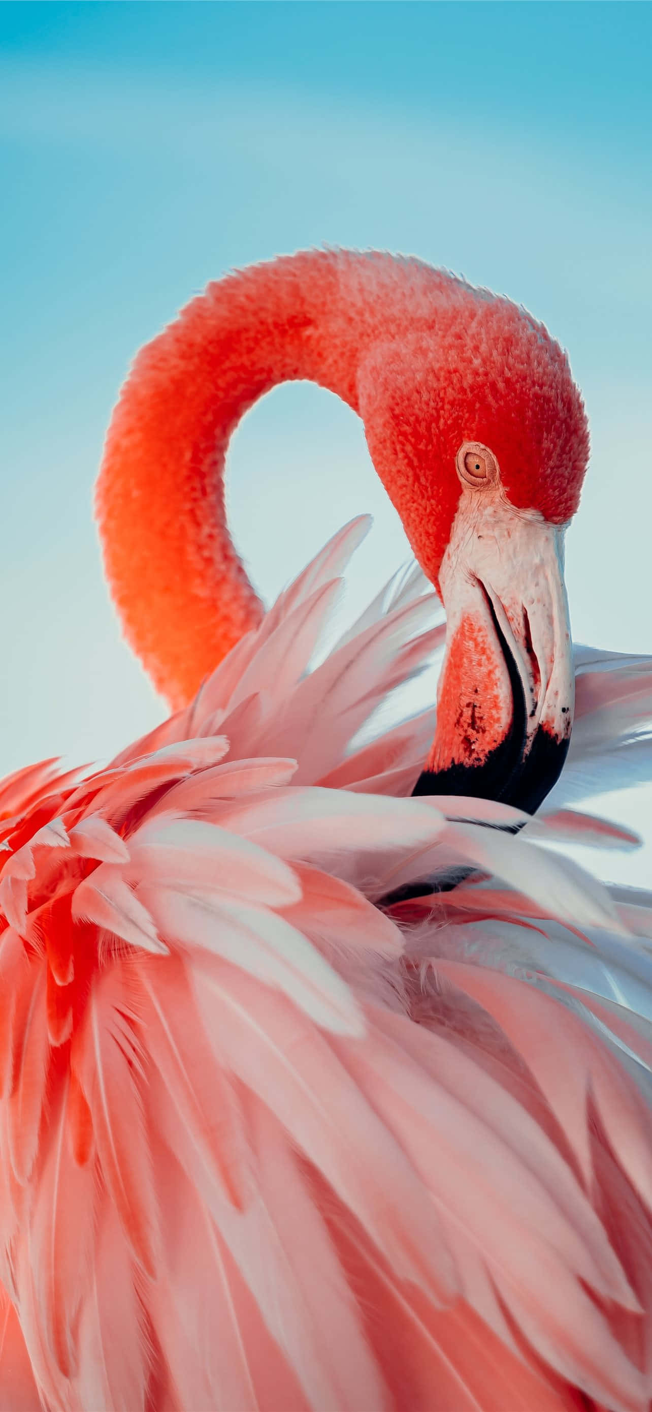 Flamingo i frodigt grønt - perfekt til din iPhone-baggrund Wallpapers
