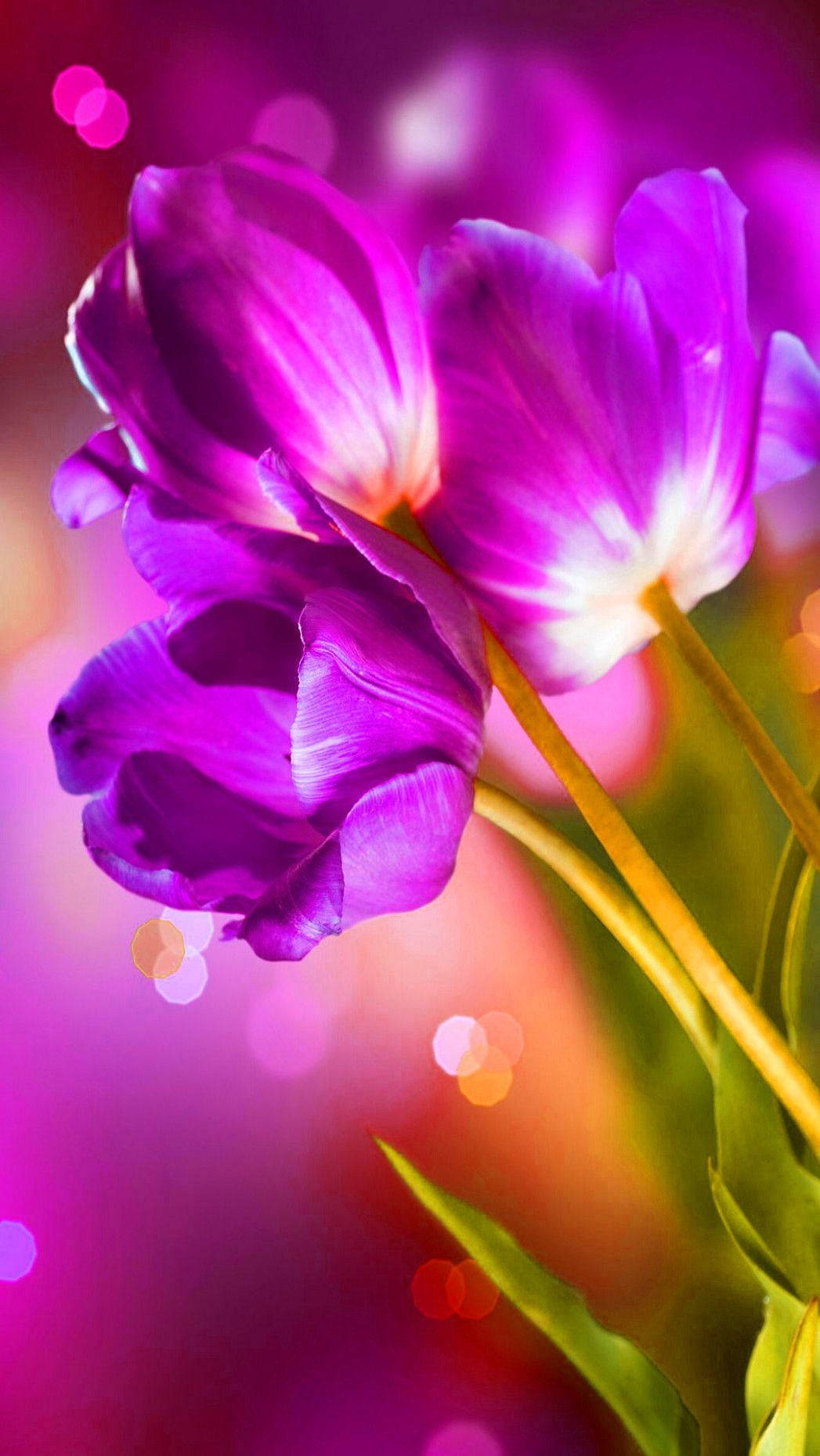 Flerfarvet farverig blomst Wallpapers