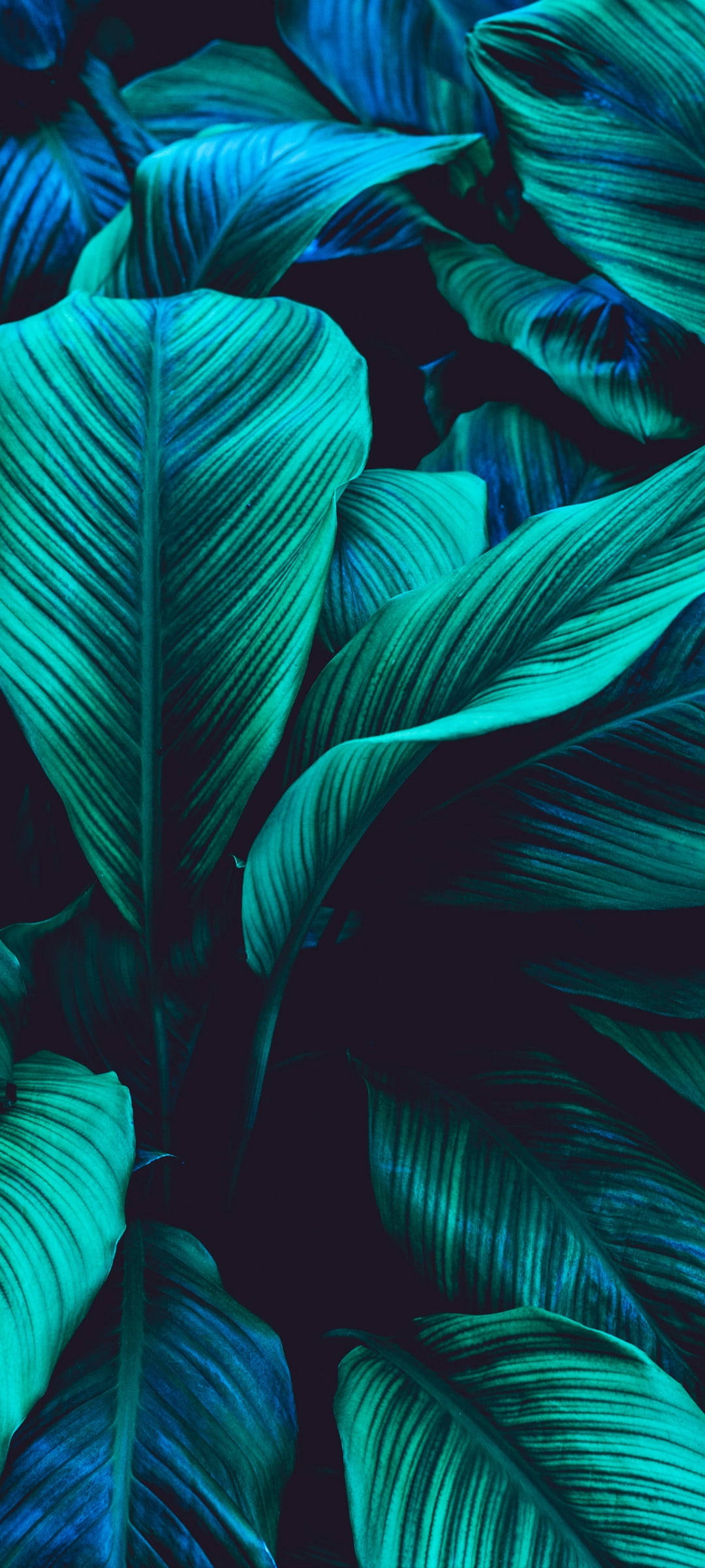 Flerfarvet Grønt Blad Wallpapers