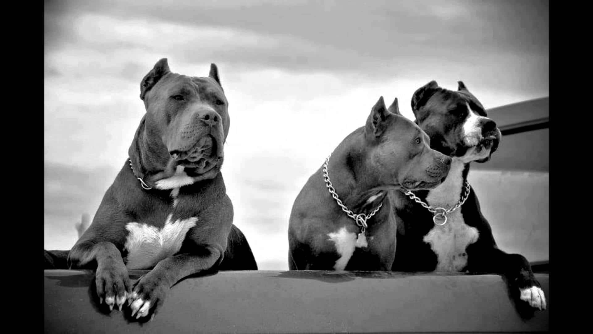 Flok af tre Pitbull-hunde billeder Wallpapers