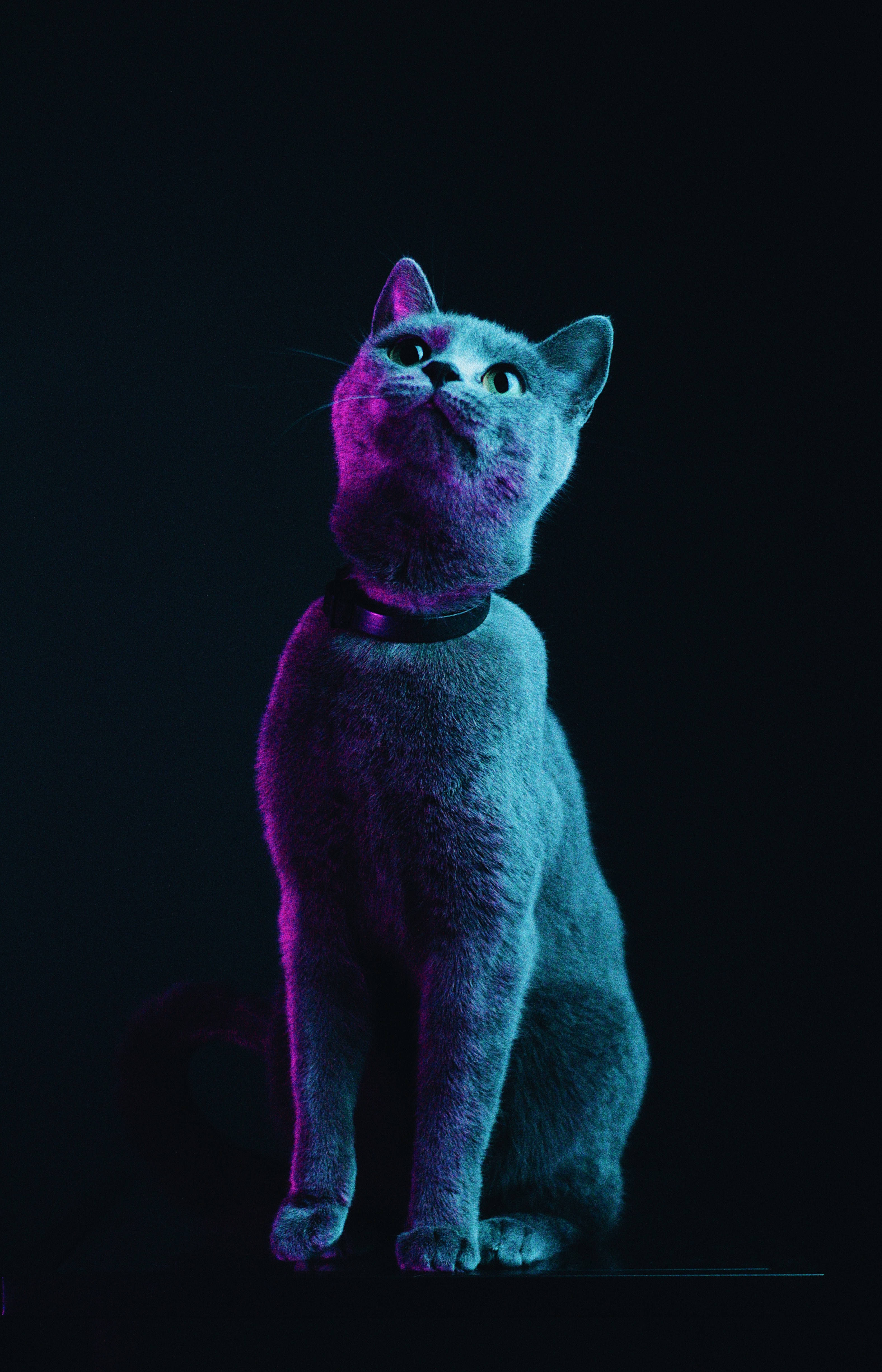 Fluffy grå kat Wallpapers