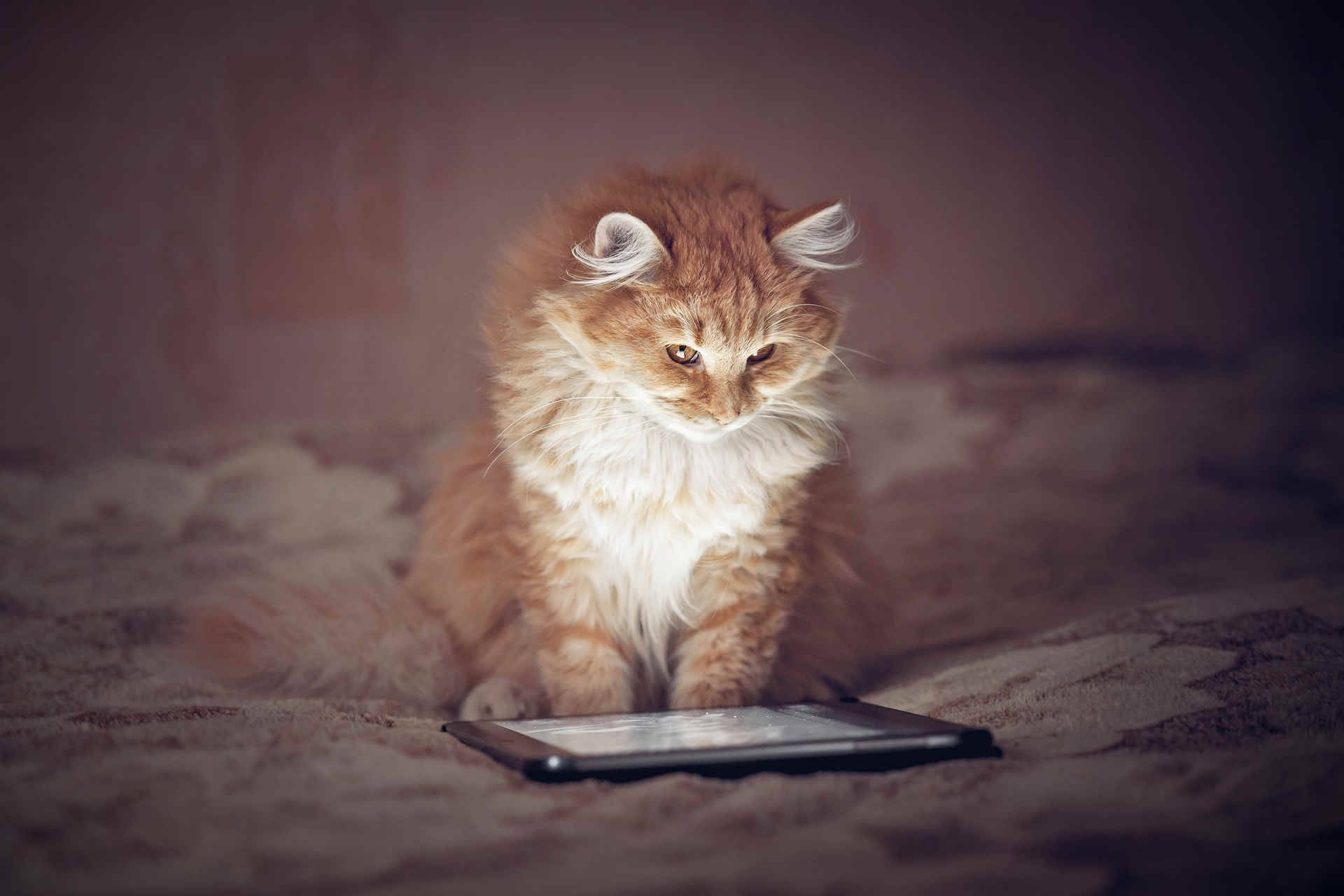 Fluffy ingefærkat computer Wallpapers