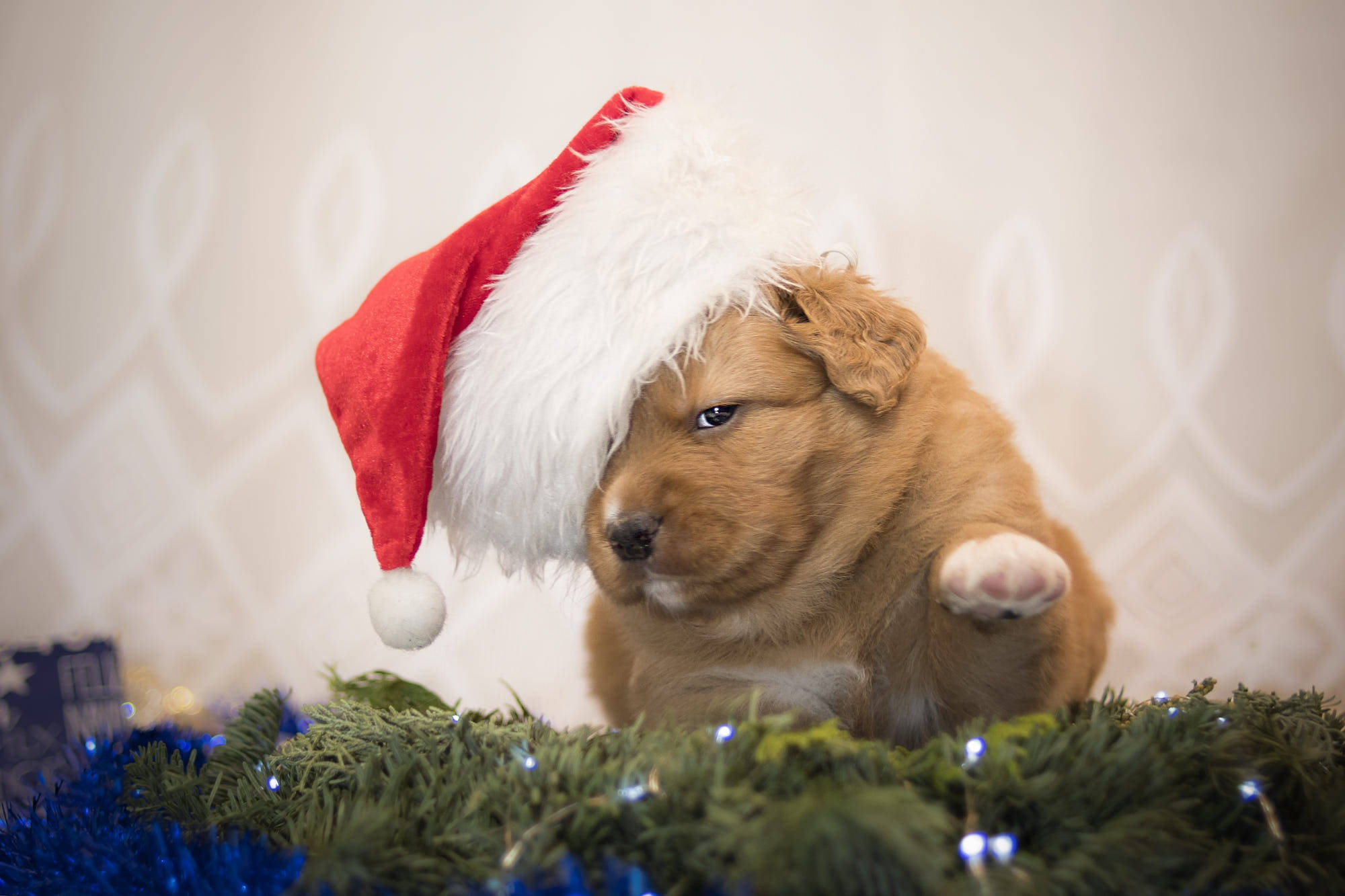 Fluffy Nutten Santa Hvalp Wallpapers