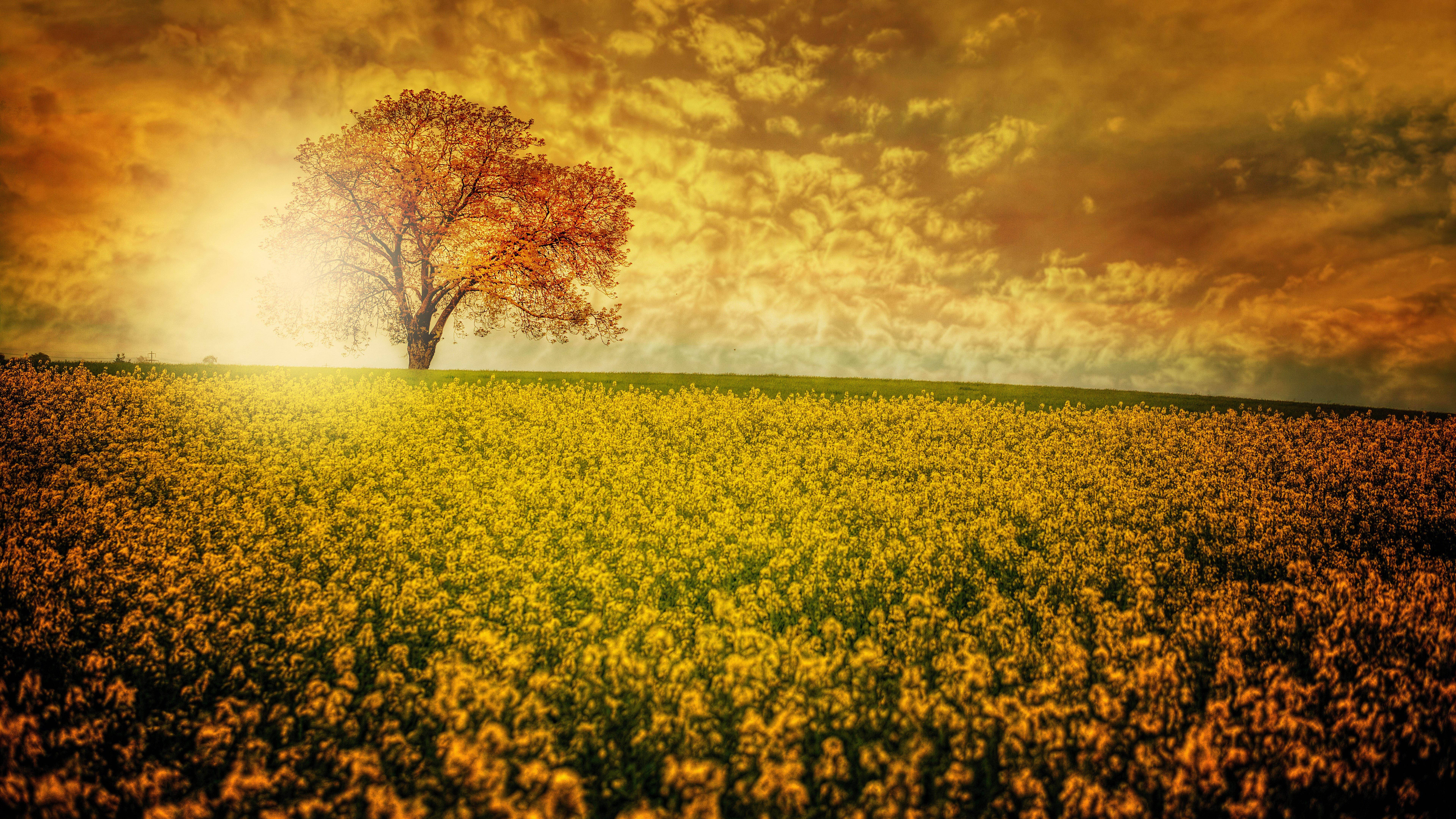 Fængslende 8K Ultra HD blomstermark desktopbaggrund Wallpapers