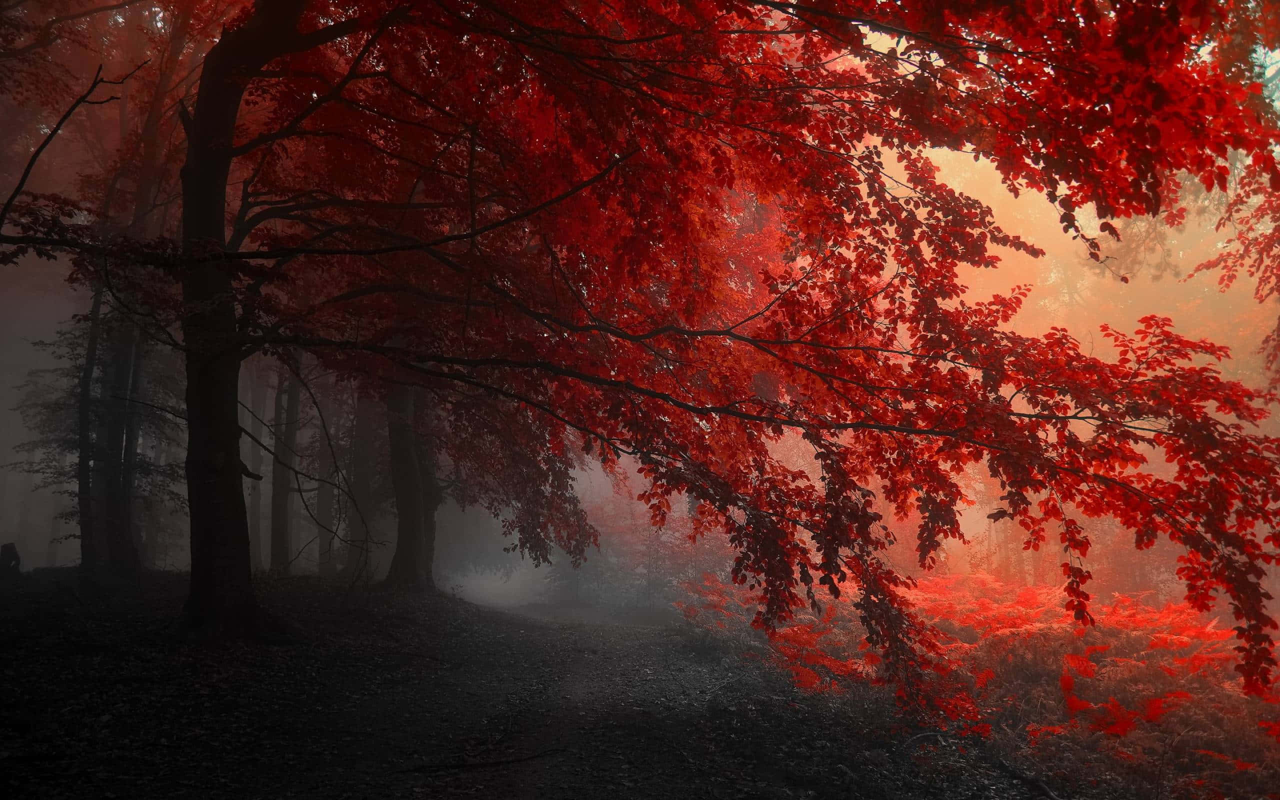 Fængslende Efterårssceneri Wallpapers