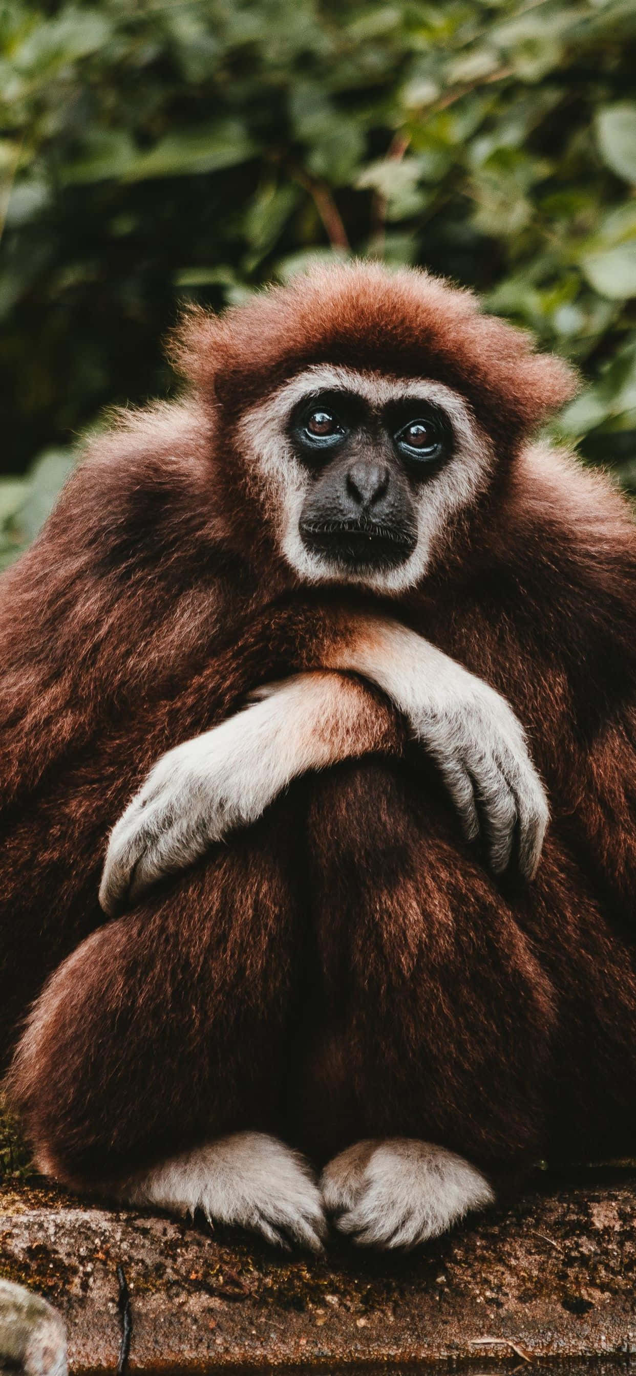 Fængslende gibbon på en iPhone XS-baggrund Wallpapers