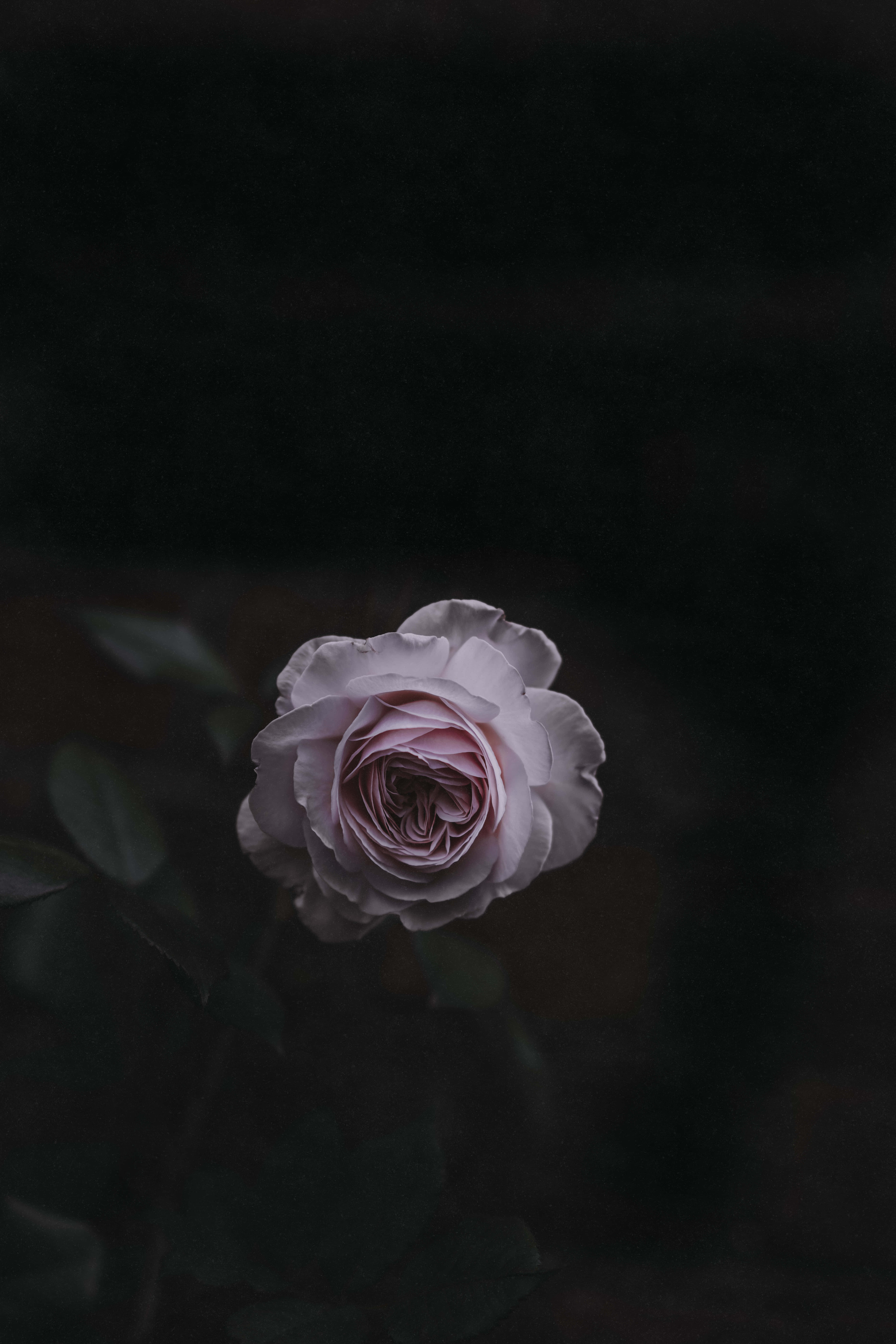 Fængslende mørk blomsterbaggrund Wallpapers