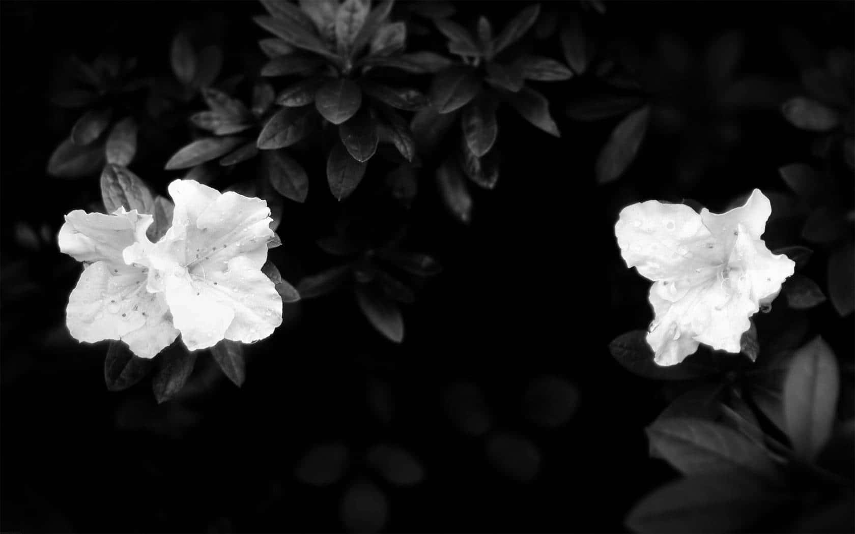 Fængslende Mørk Blomsterbaggrund Wallpapers