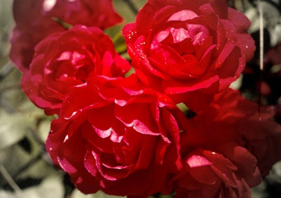 Fængslende skønhed af en blomstrende rose Wallpapers