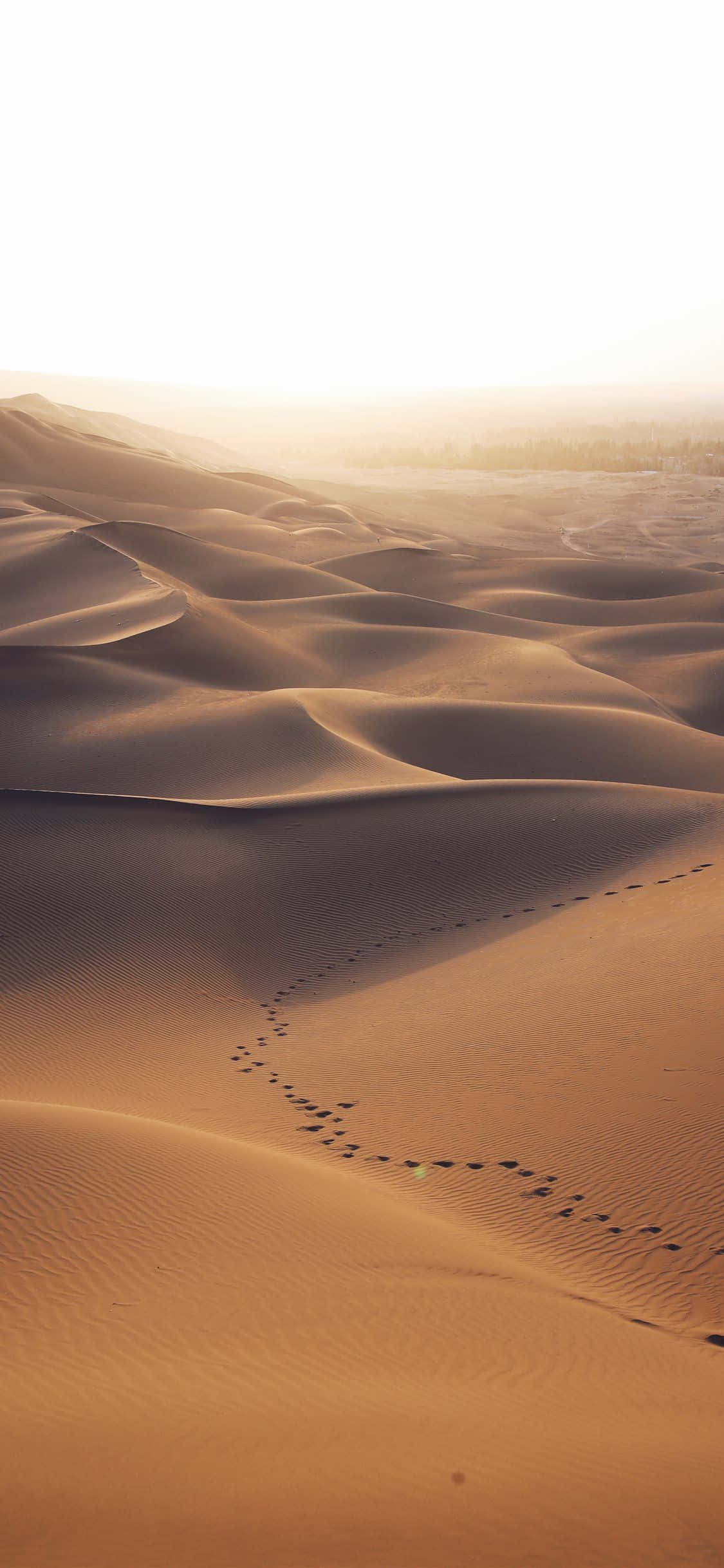 Fodspor I Ørkenens Sand iPhone Wallpapers