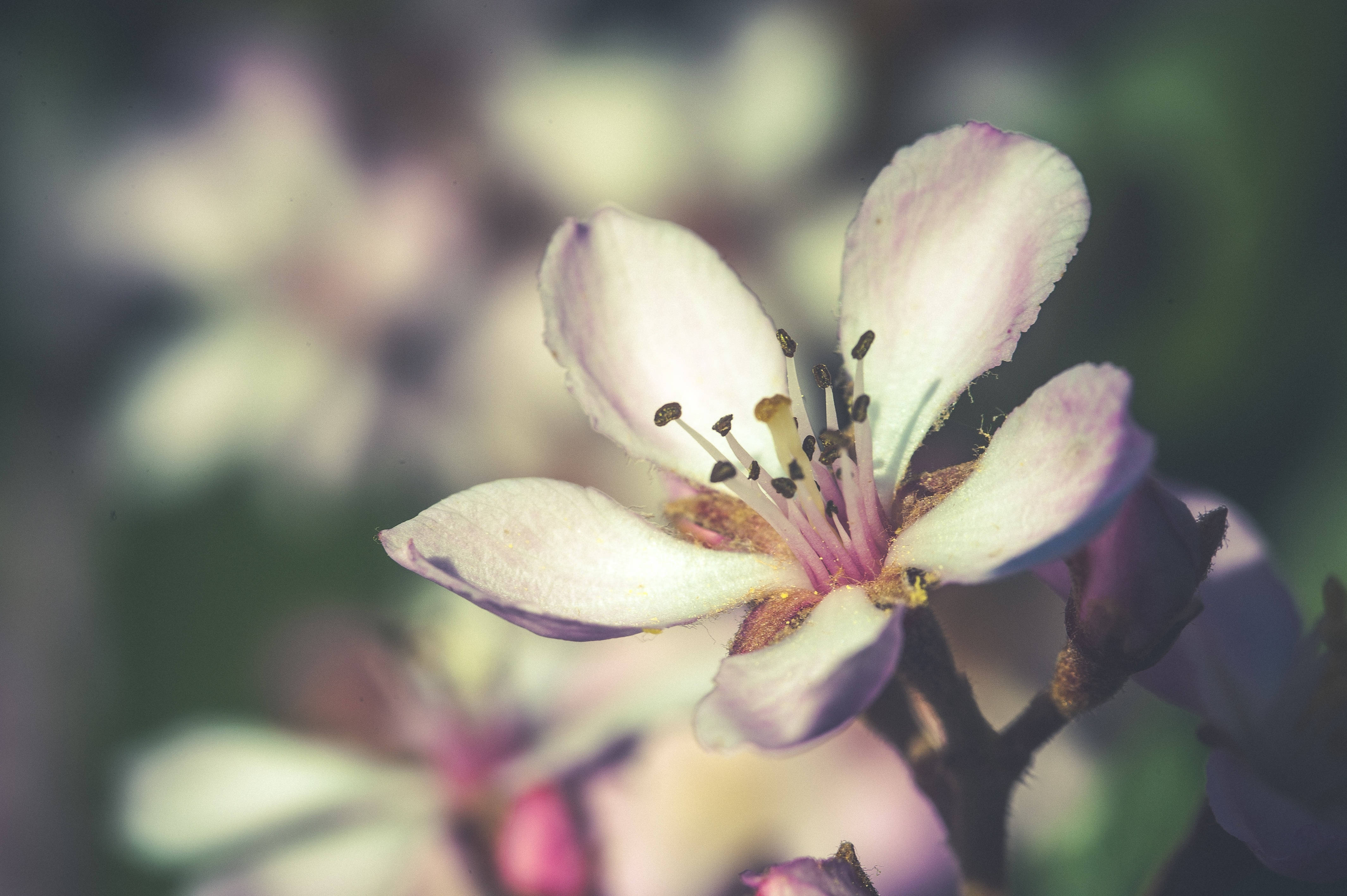 Forårsblomst lav dybdeskarphed Wallpapers
