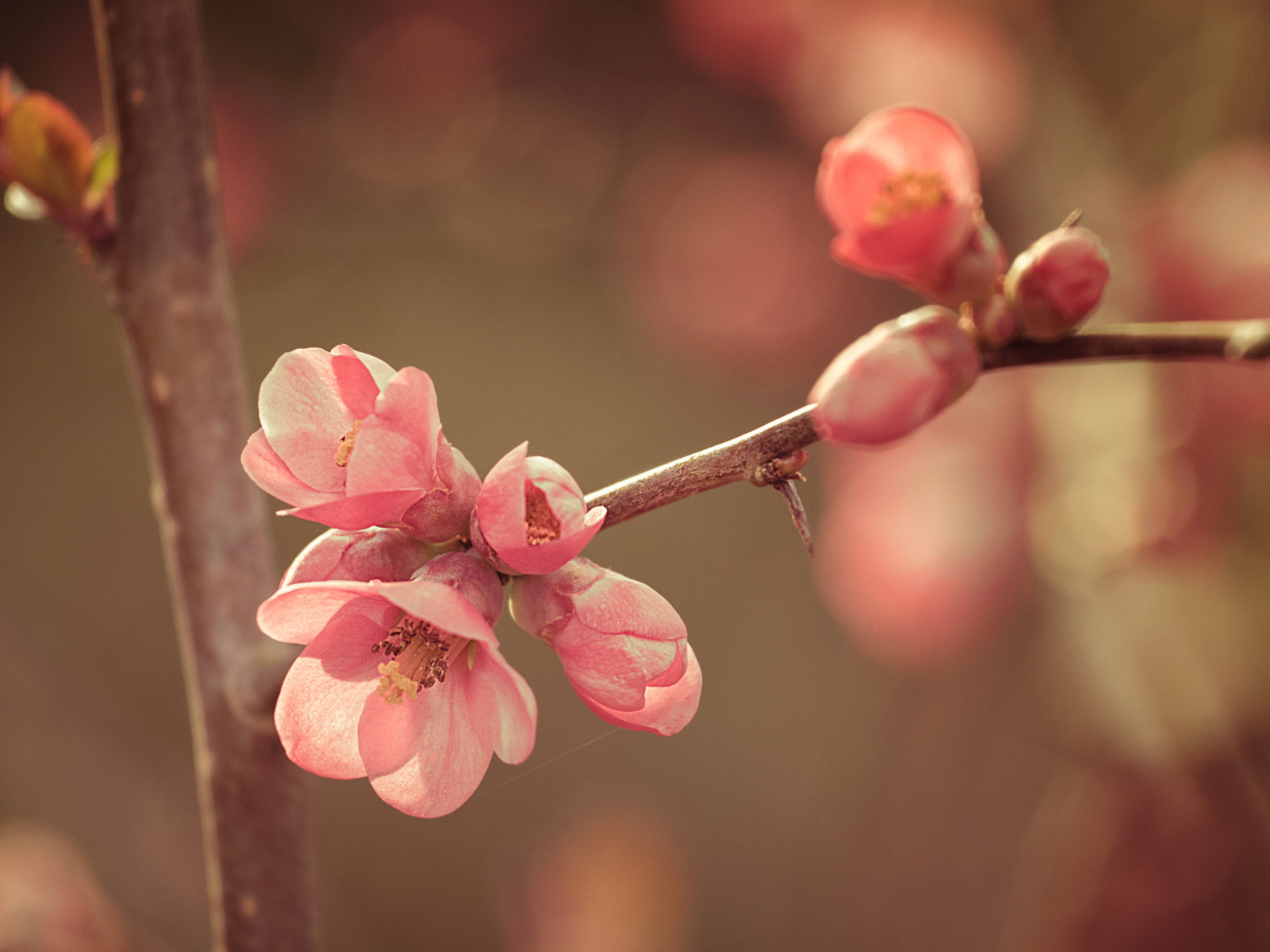 Forårsblomst tæt på Wallpapers