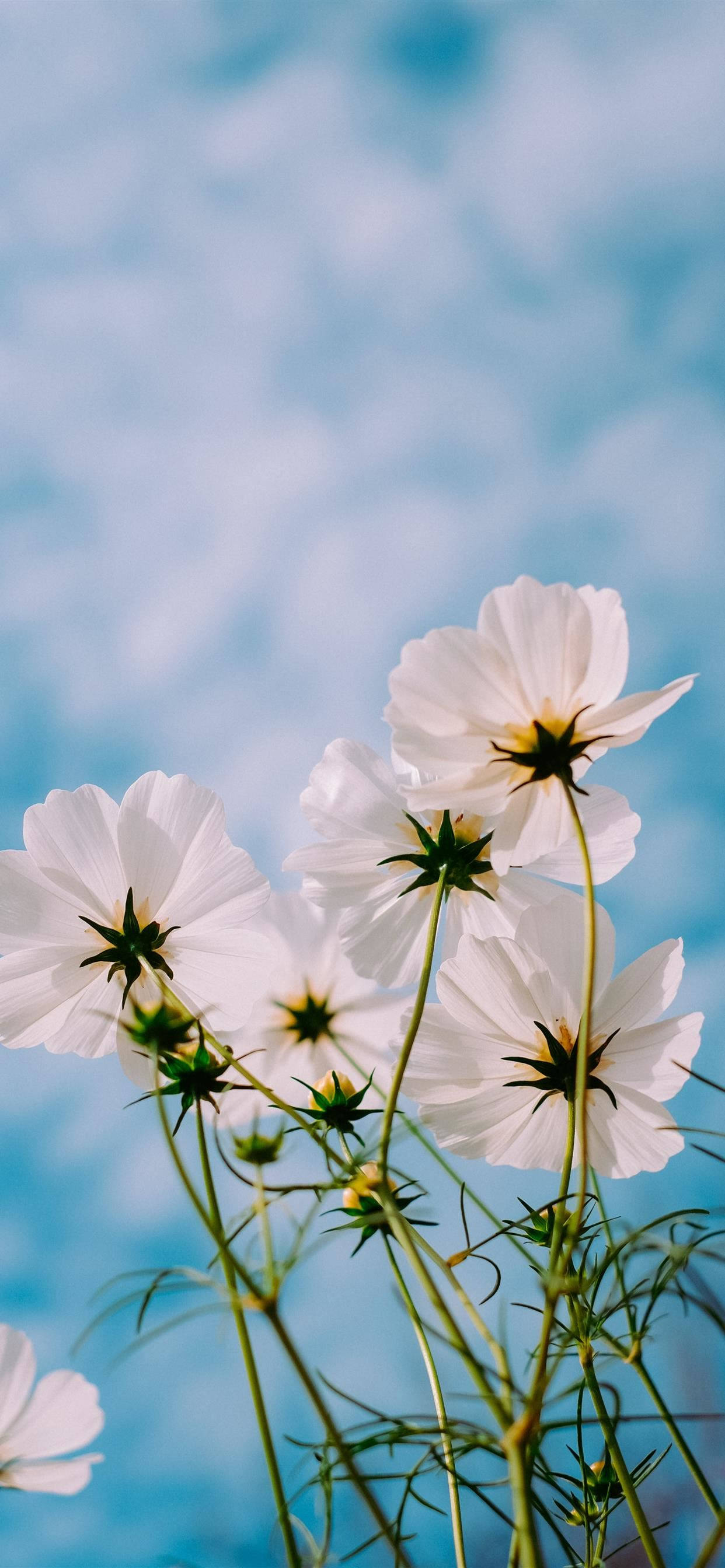 Forårsblomster iPhone 11 Pro Max Wallpapers