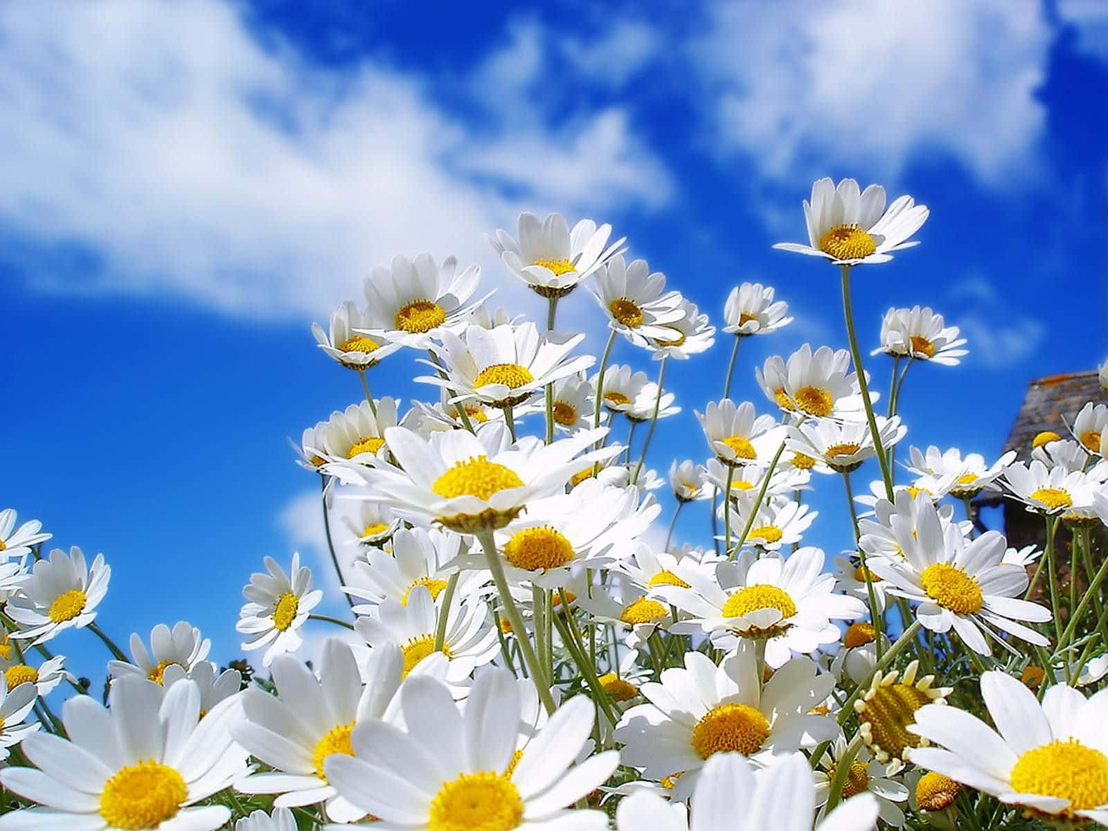 Forårsblomster Skrivebord Margueritter Blå Himmel Wallpapers