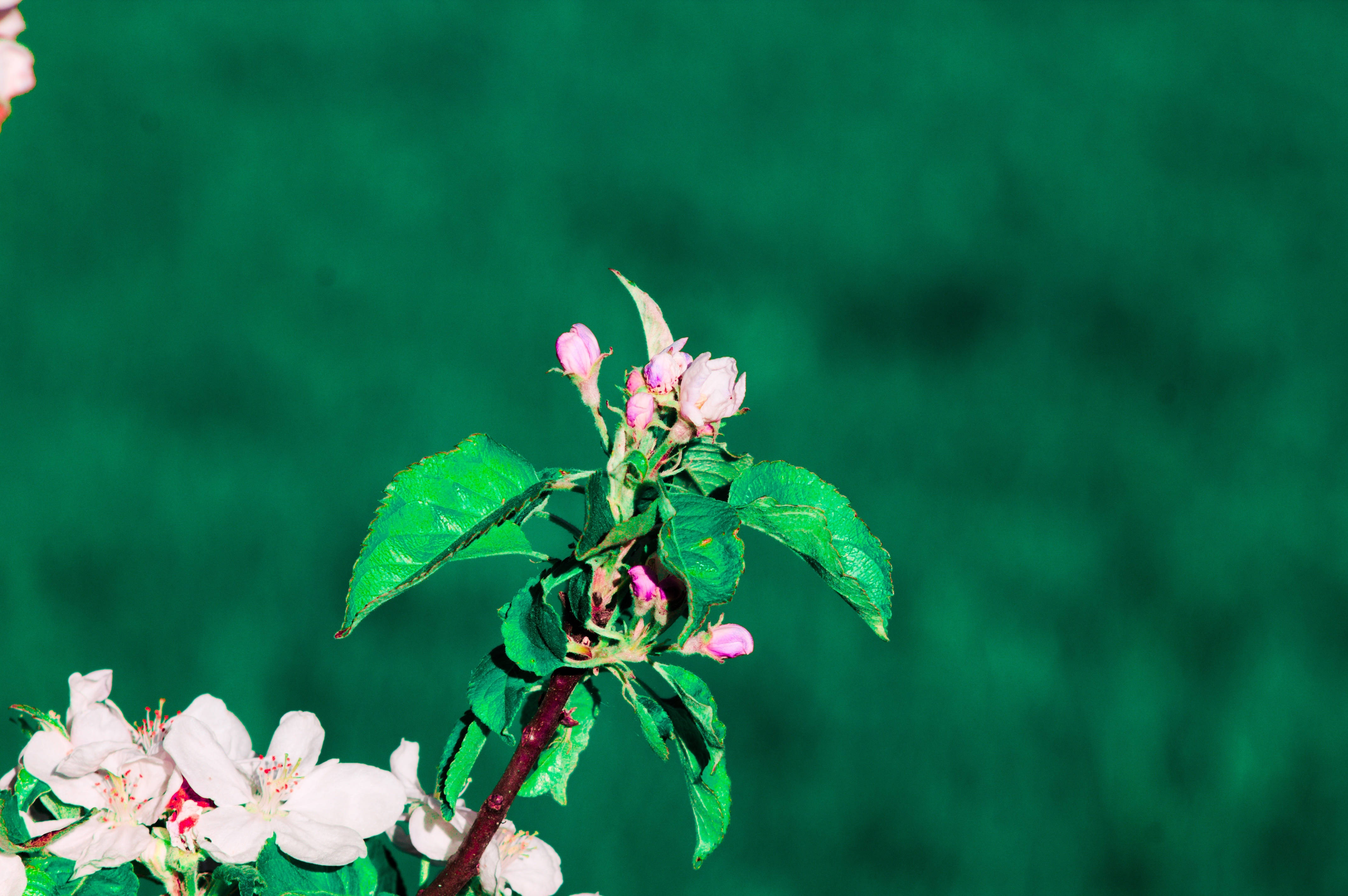 Forårsblomstrende gren Wallpapers