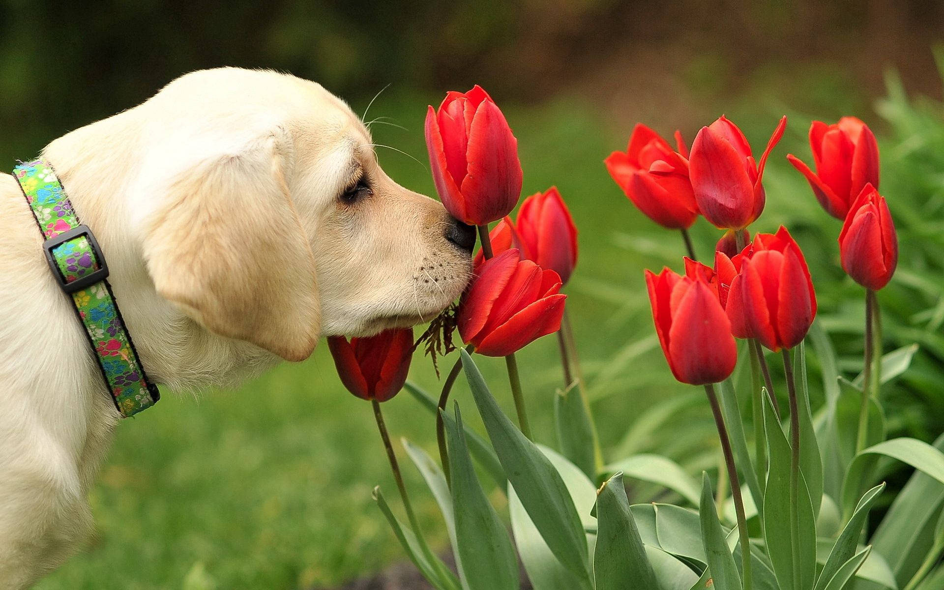 Forårsglæde for denne søde labradorhvalp Wallpapers