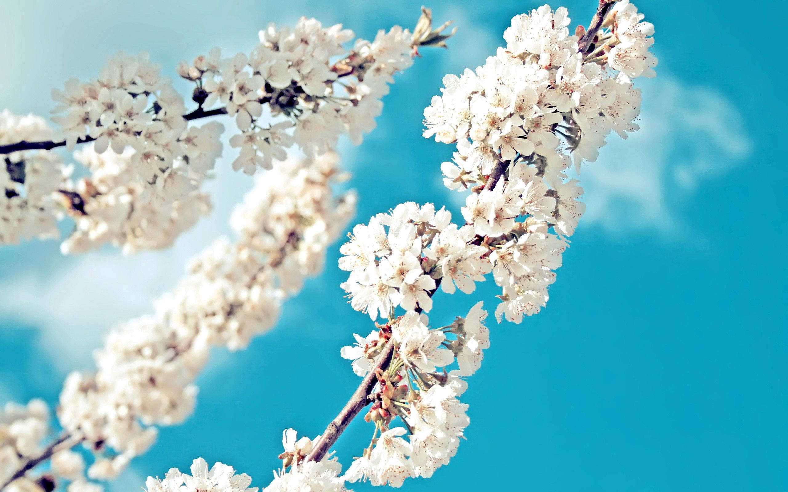 Forårssæsonens hvide blomster Wallpapers