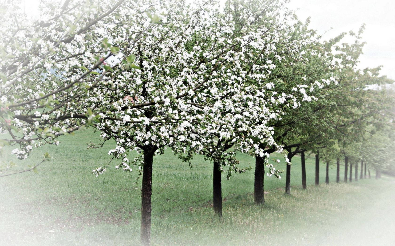 Forårstræer Wallpapers