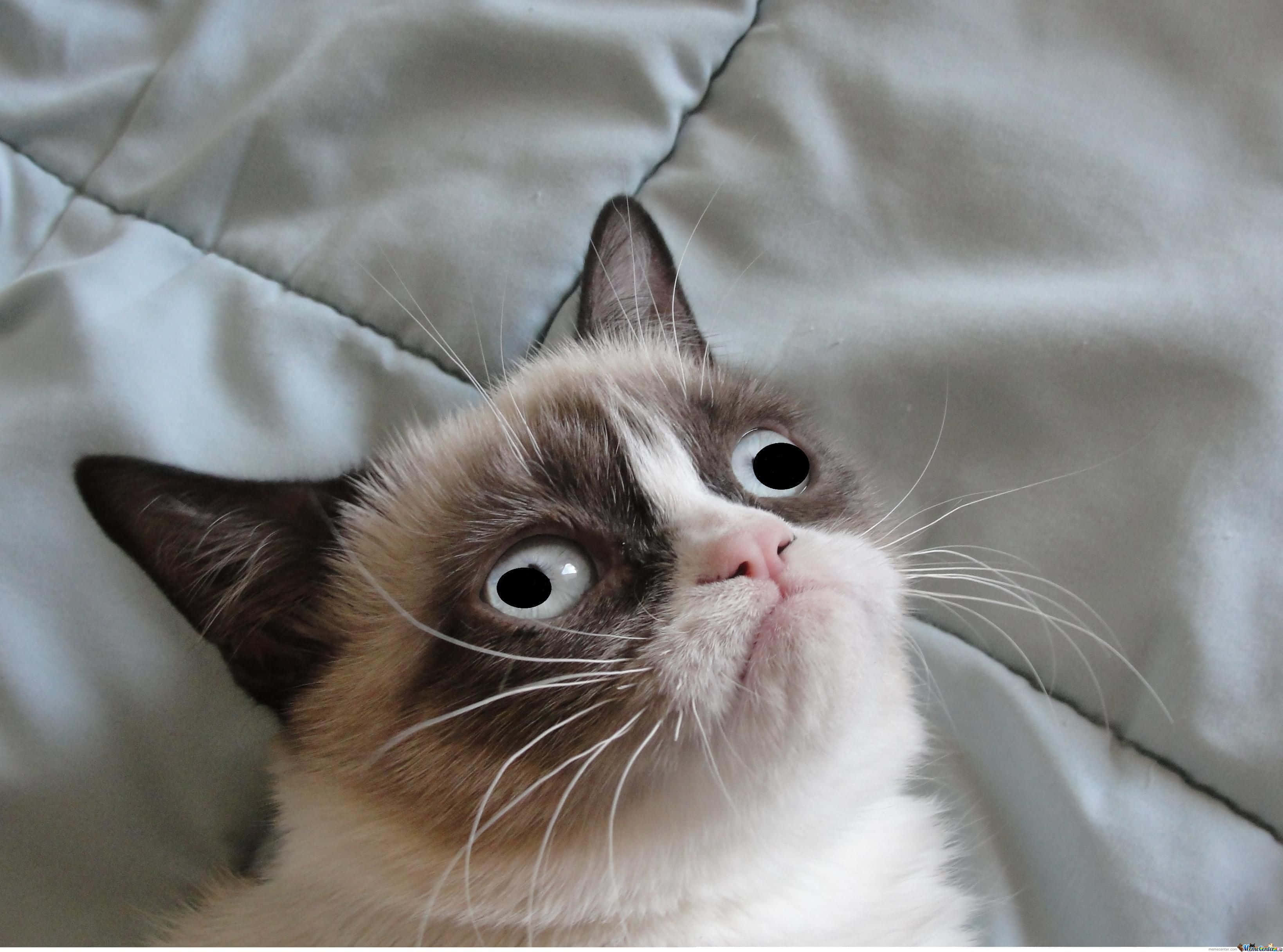 Forbandet kattebillede af Grumpy Cat Wallpapers