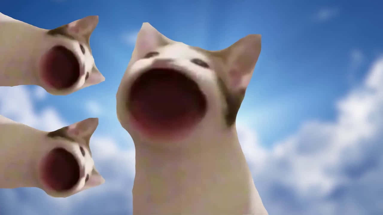 Forbandet Pop Cat Meme Billede Wallpapers