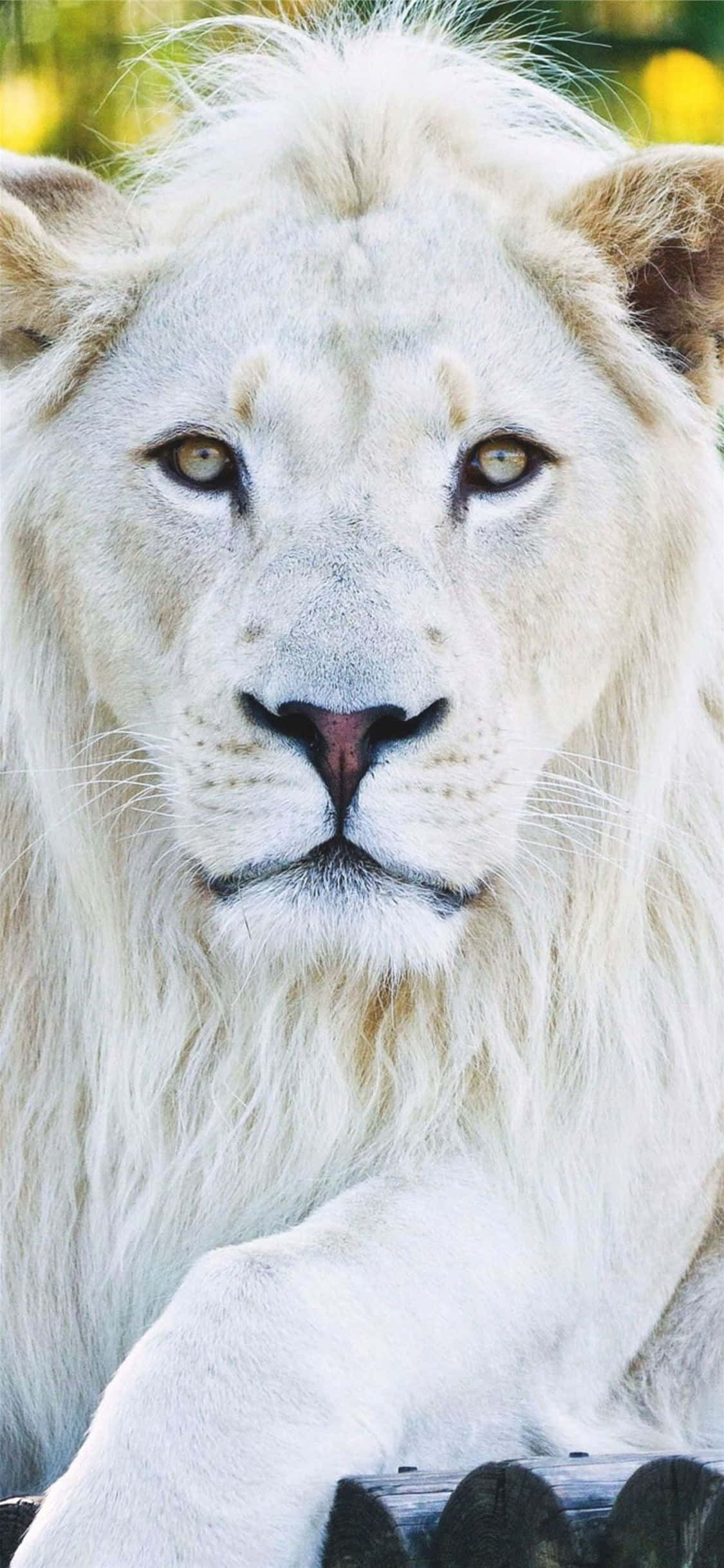 Forbedr din telefonoplevelse med disse dyre-iPhone-baggrunde Wallpapers