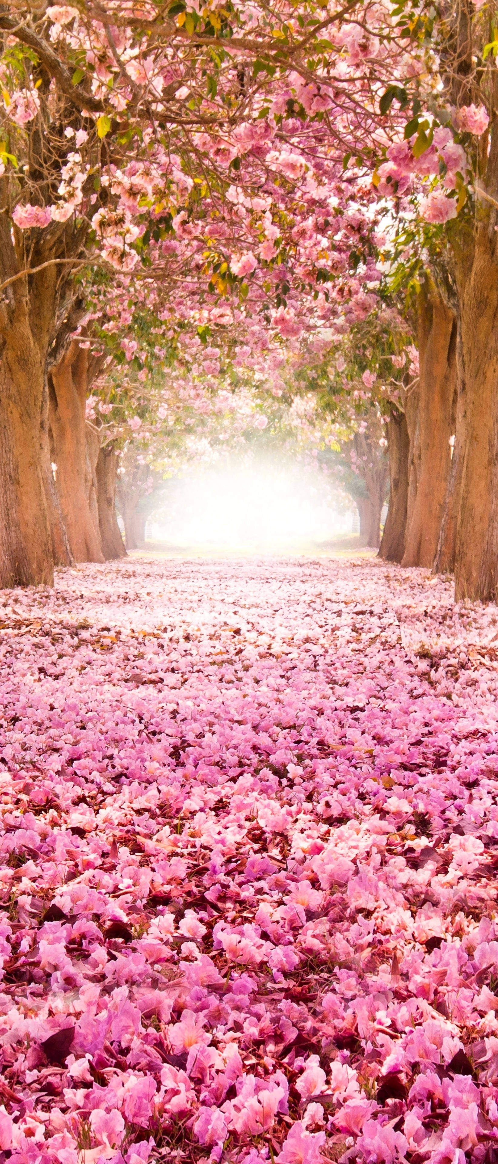 Forbliv forbundet dette forår med den nuttede Cute Spring Phone Wallpapers