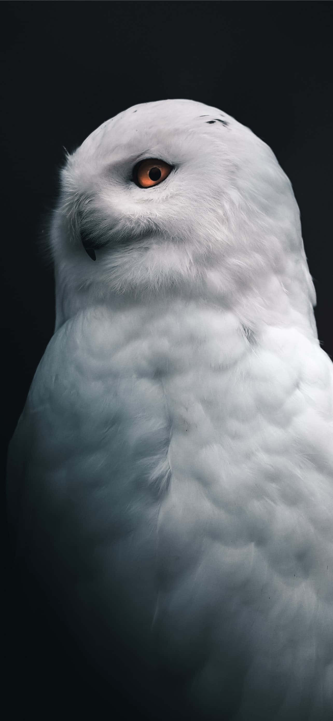 Fordyb dig i den minimalistiske skønhed af en Tumblr hvid baggrund. Wallpapers